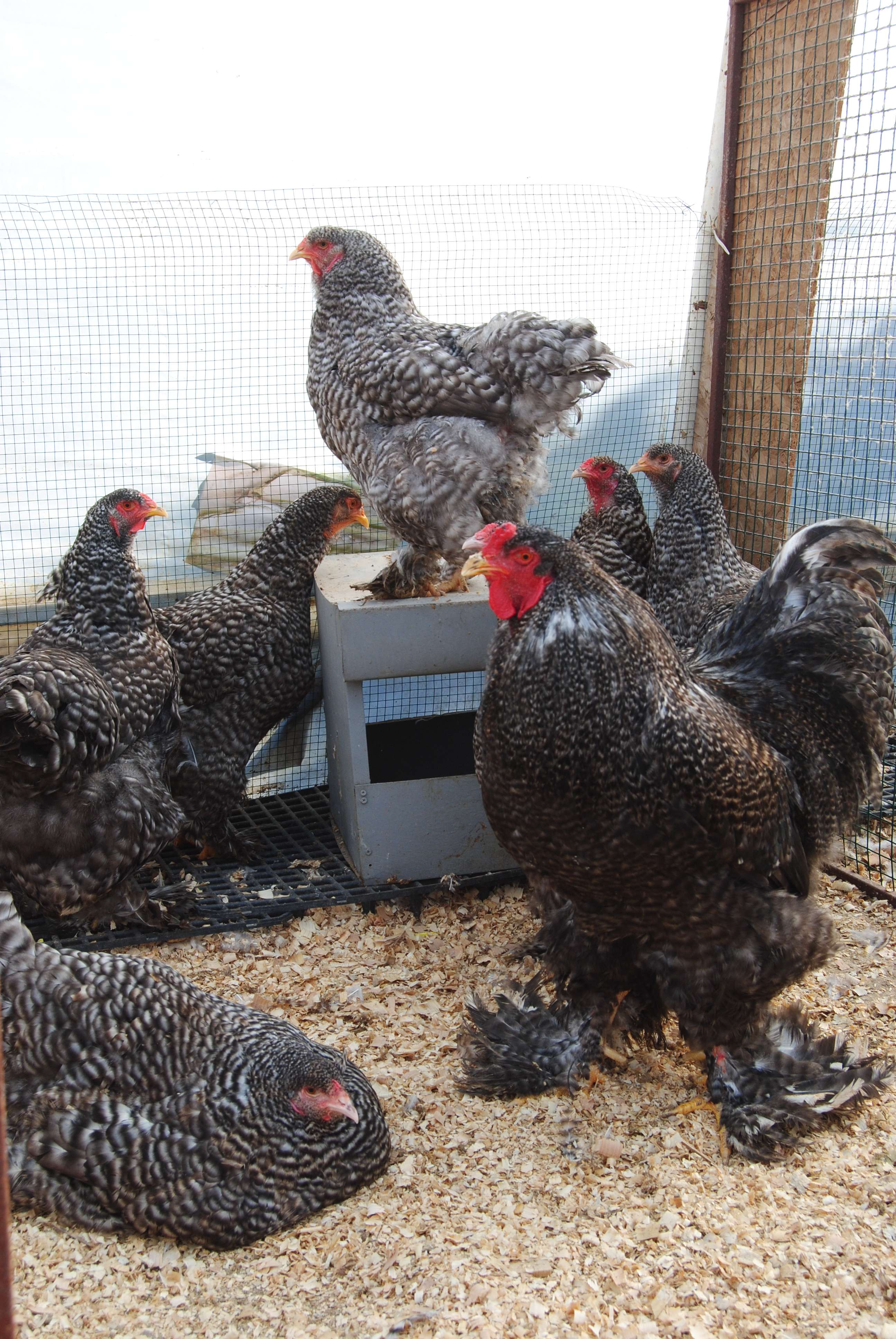 COCO BRAHMA KULUÇKALIK YUMURTA