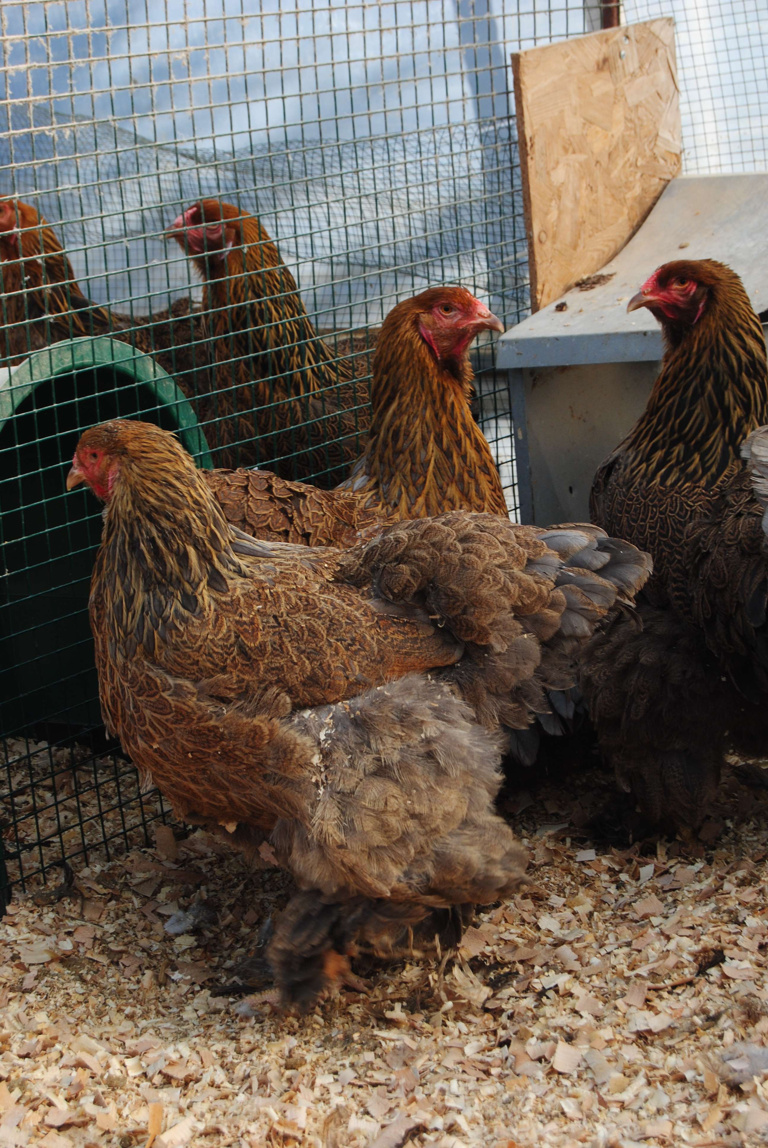 GOLD BRAHMA KULUÇKALIK YUMURTA