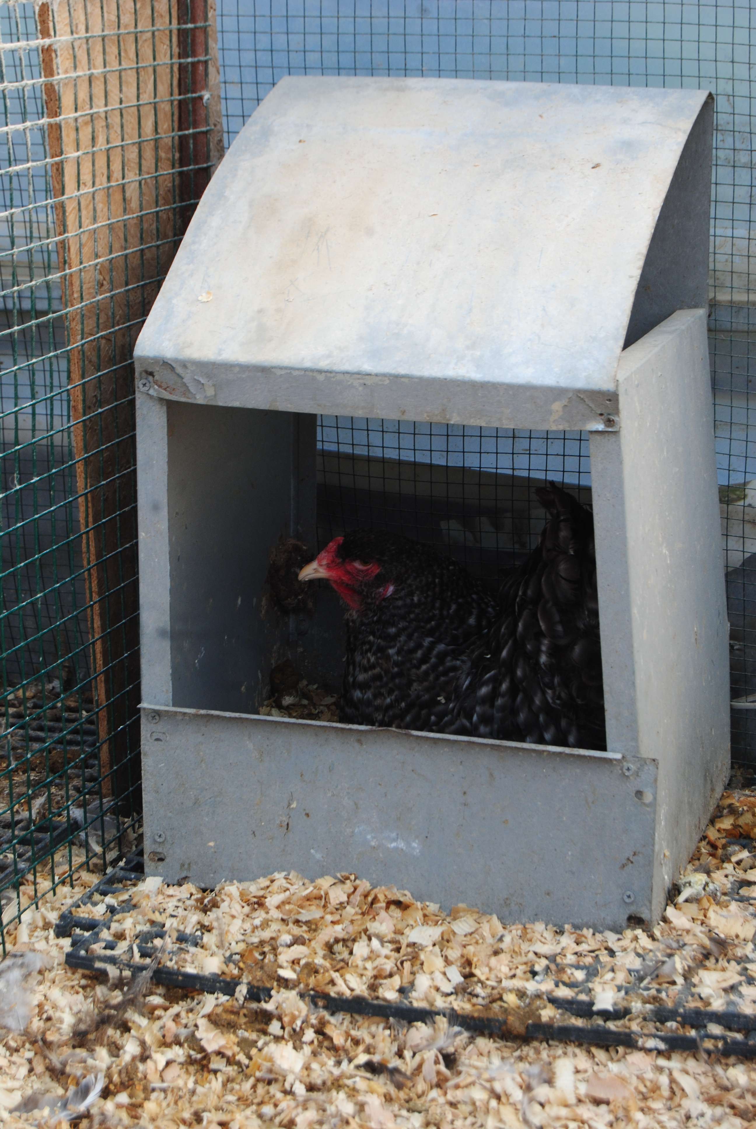 COCO BRAHMA KULUÇKALIK YUMURTA