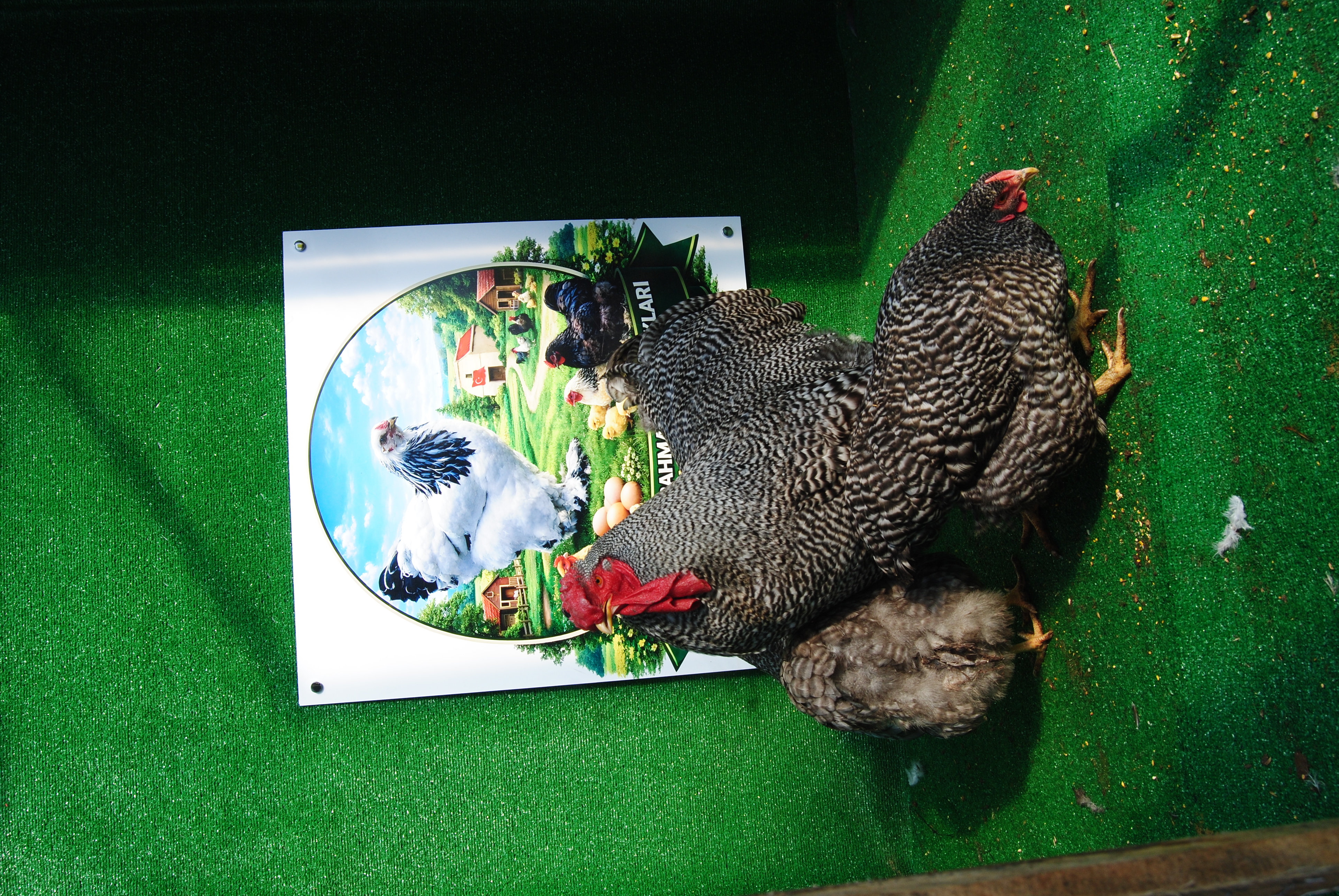 Barred Wyandotte Kuluçkalık Yumurta