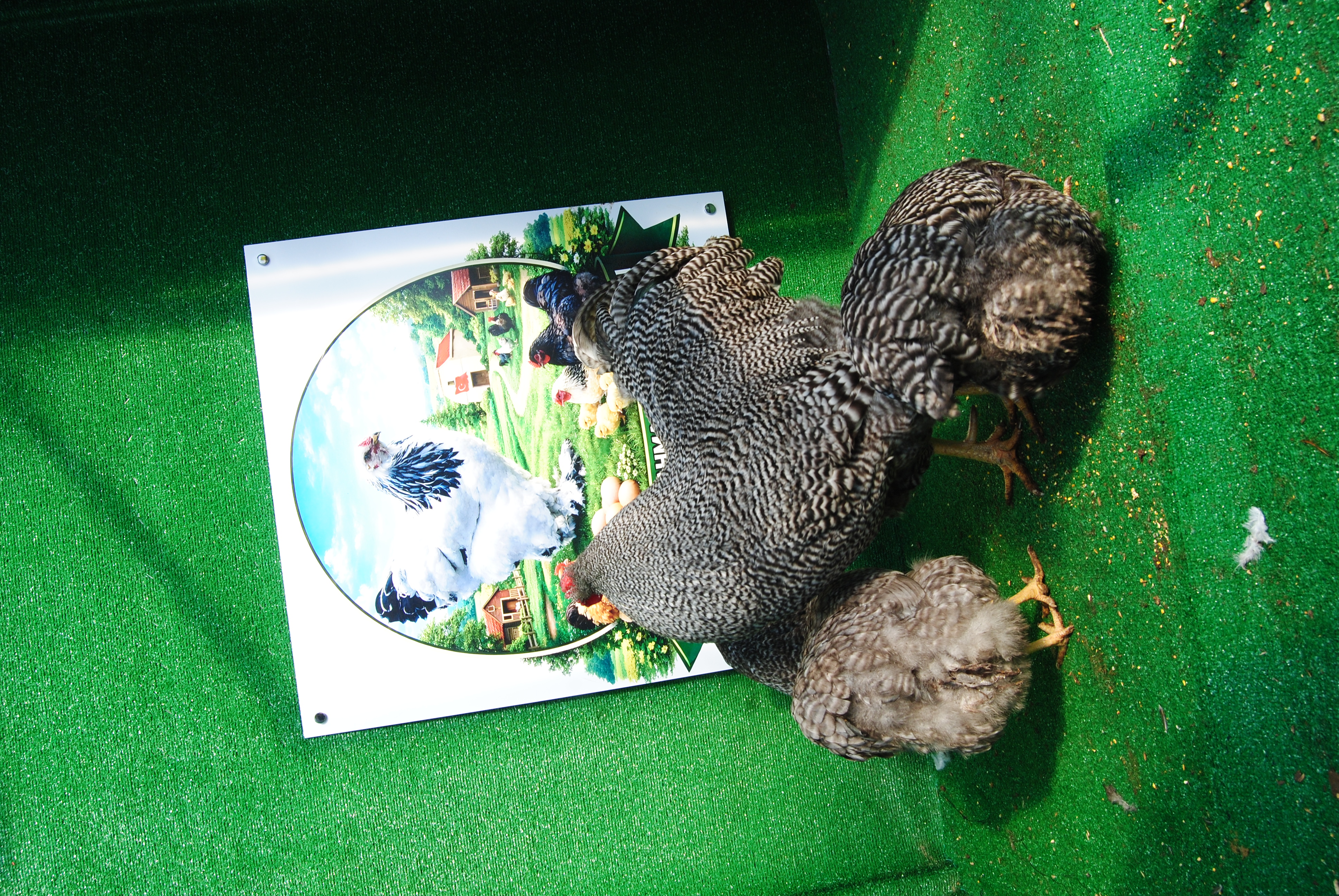 Barred Wyandotte Kuluçkalık Yumurta