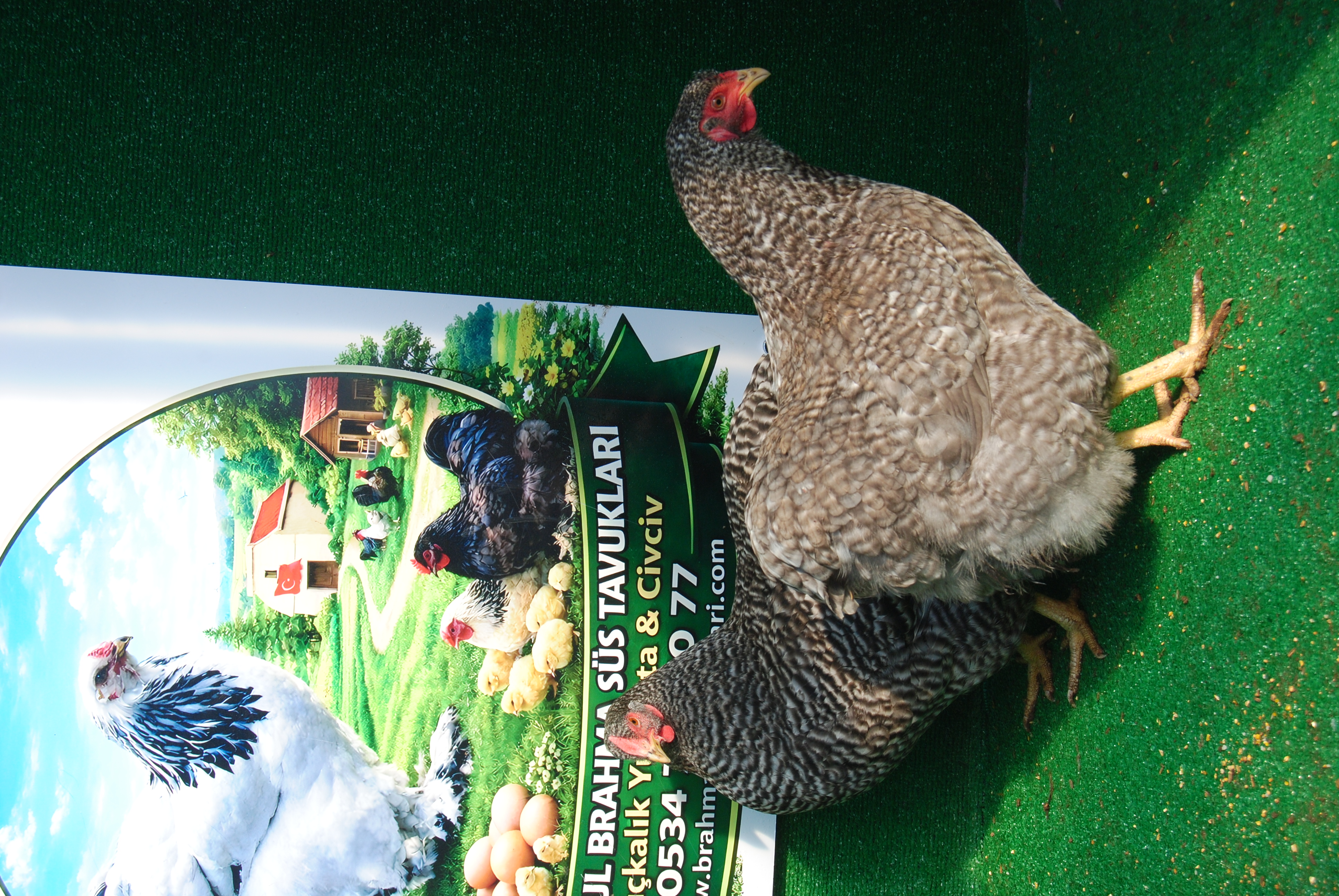 Barred Wyandotte Kuluçkalık Yumurta