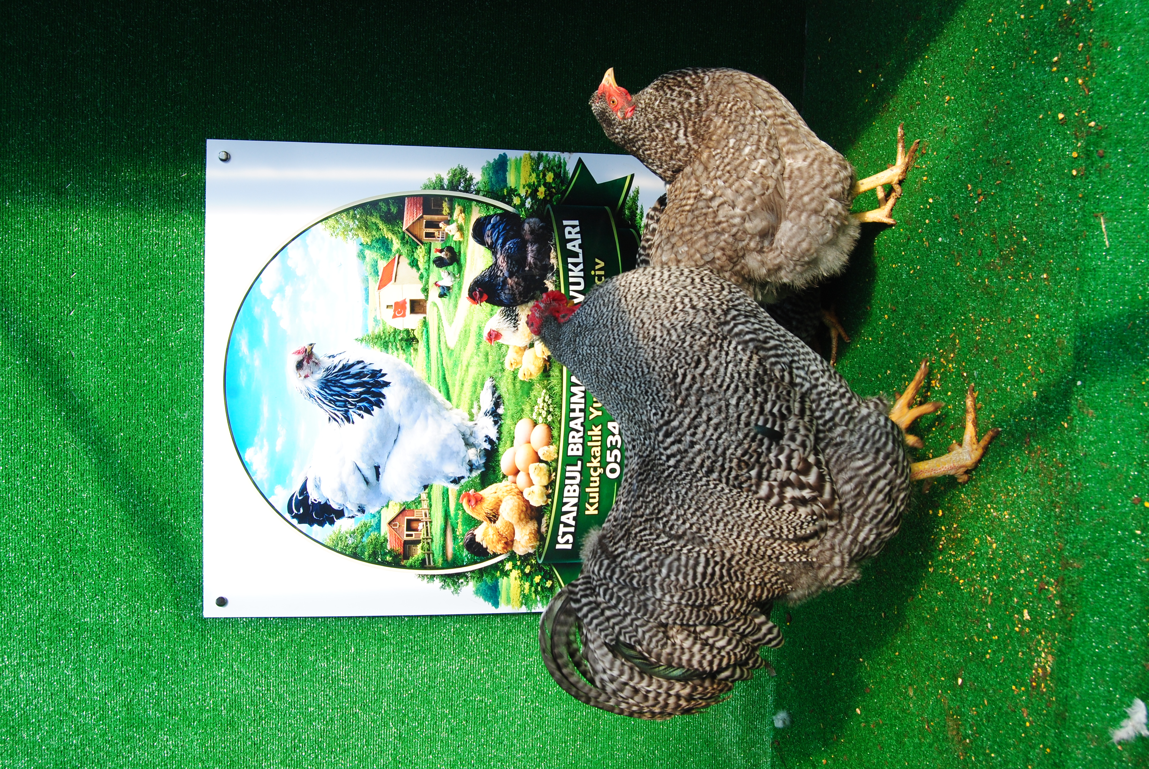 Barred Wyandotte Kuluçkalık Yumurta