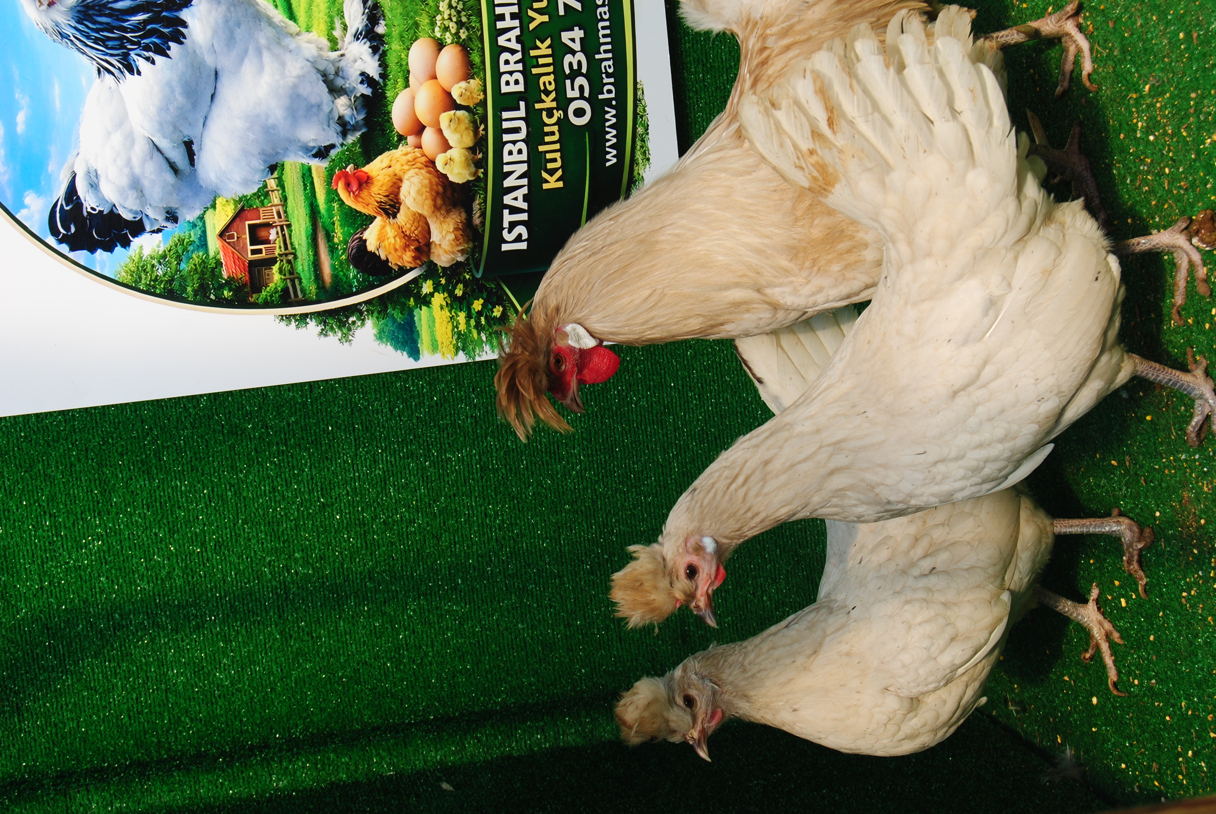 Beyaz Appenzeller Kuluçkalık Yumurta