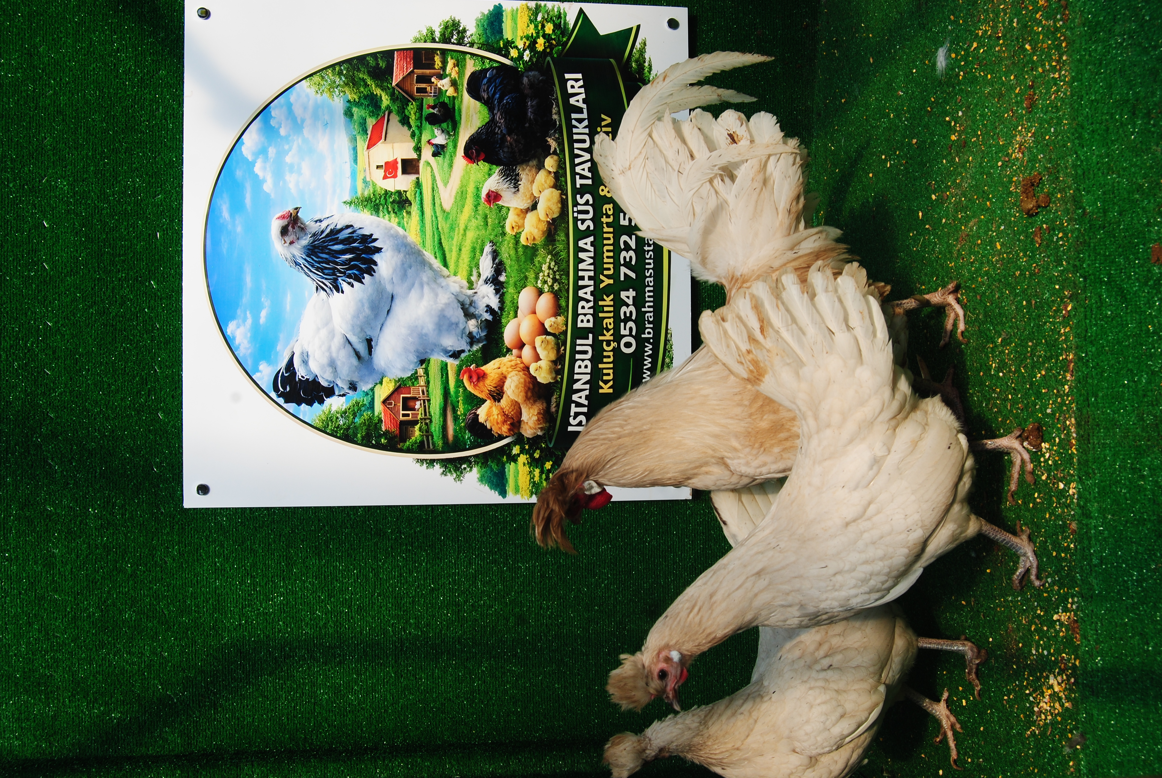 Beyaz Appenzeller Kuluçkalık Yumurta