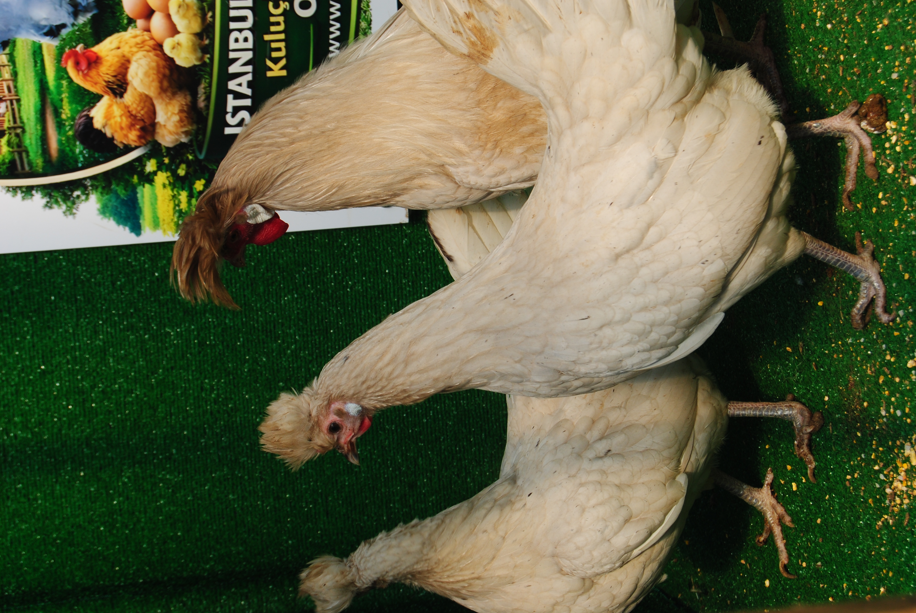 Beyaz Appenzeller Kuluçkalık Yumurta