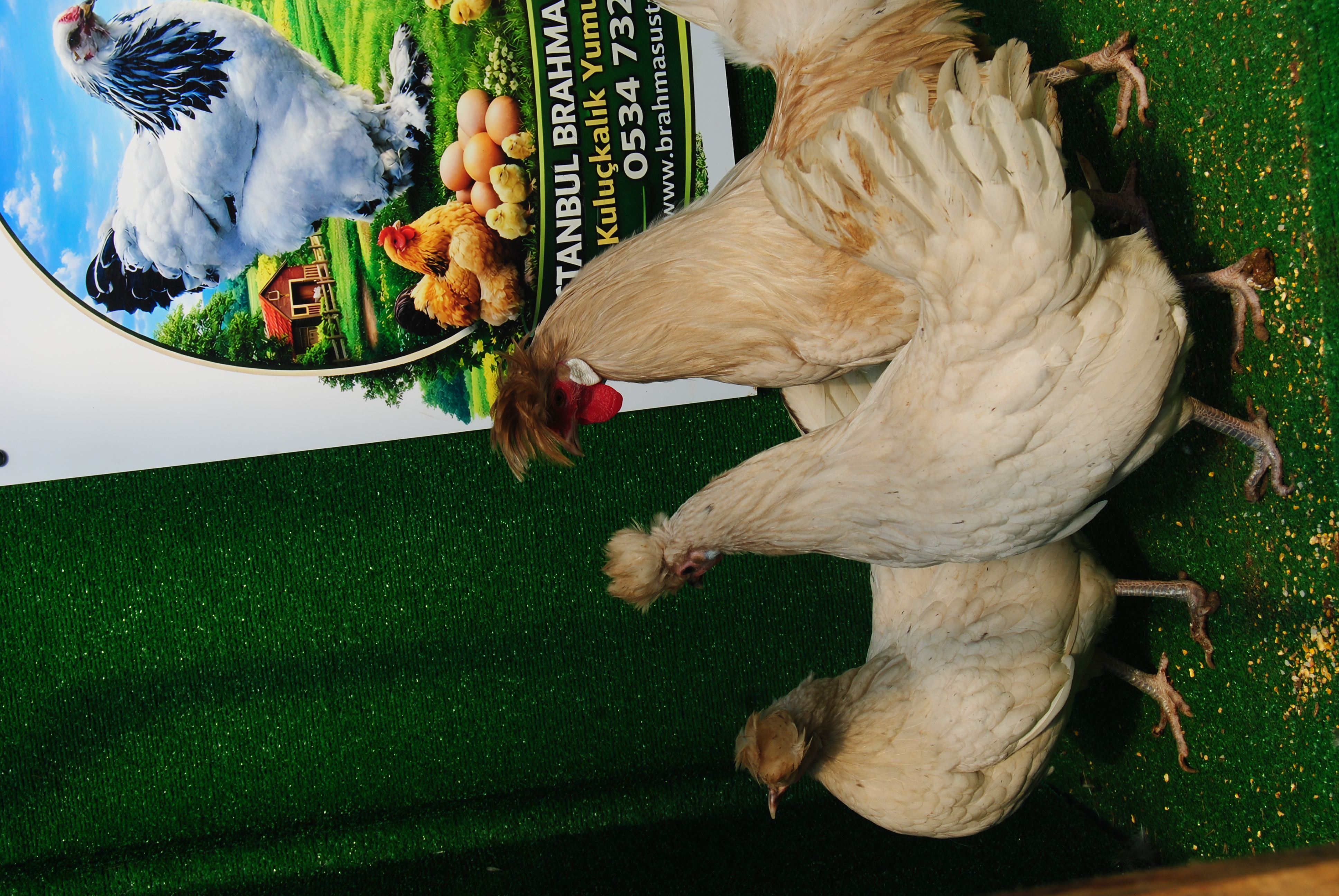 Beyaz Appenzeller Kuluçkalık Yumurta