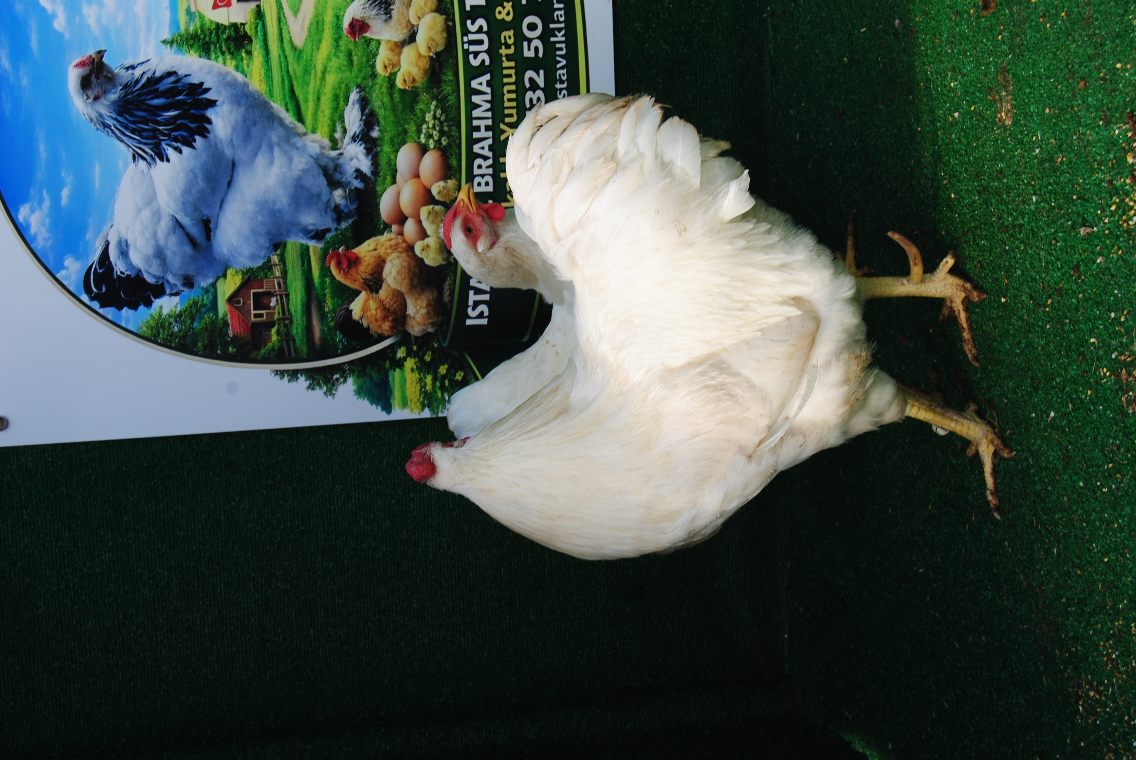 Beyaz Wyandotte Kuluçkalık Yumurta