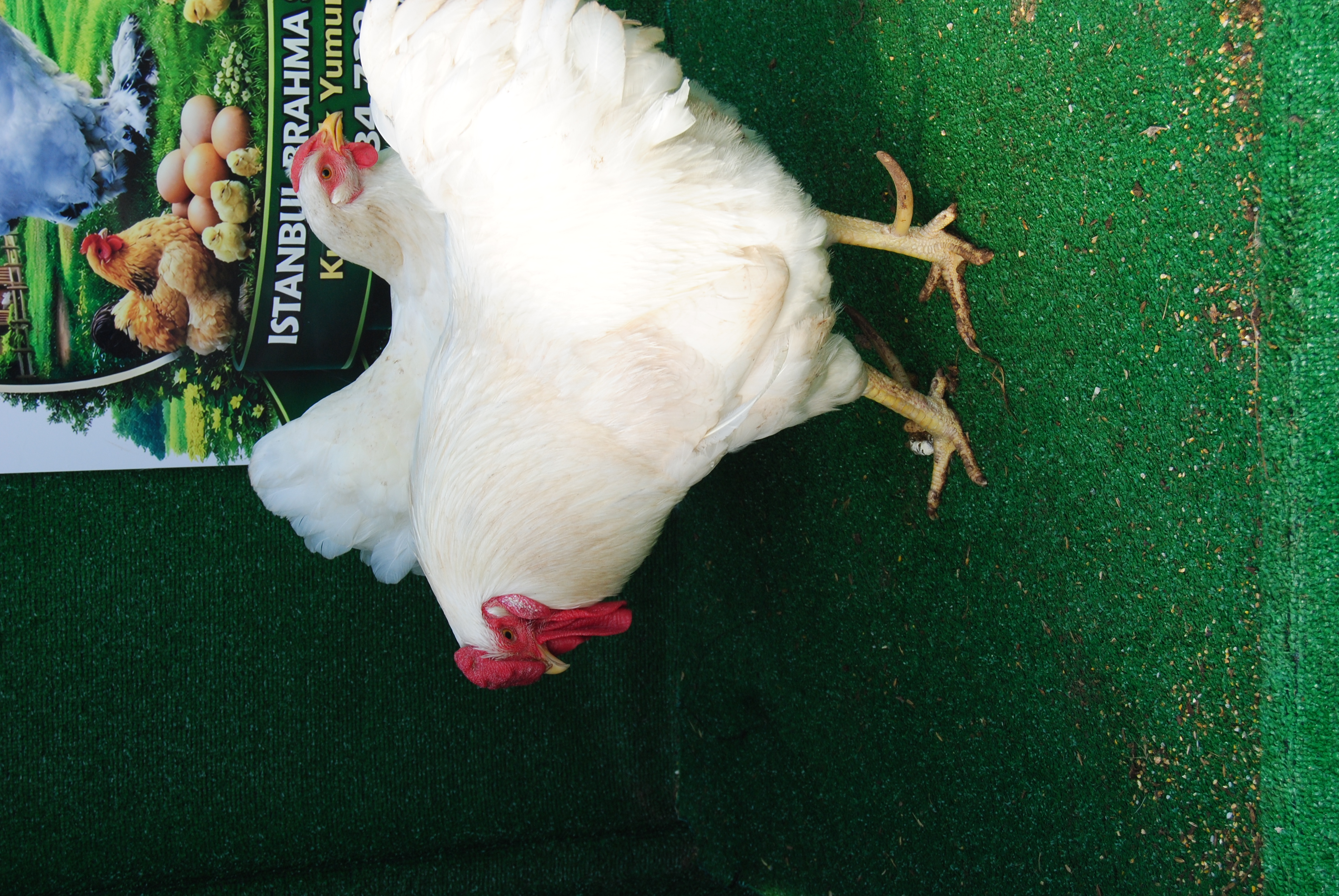 Beyaz Wyandotte Kuluçkalık Yumurta