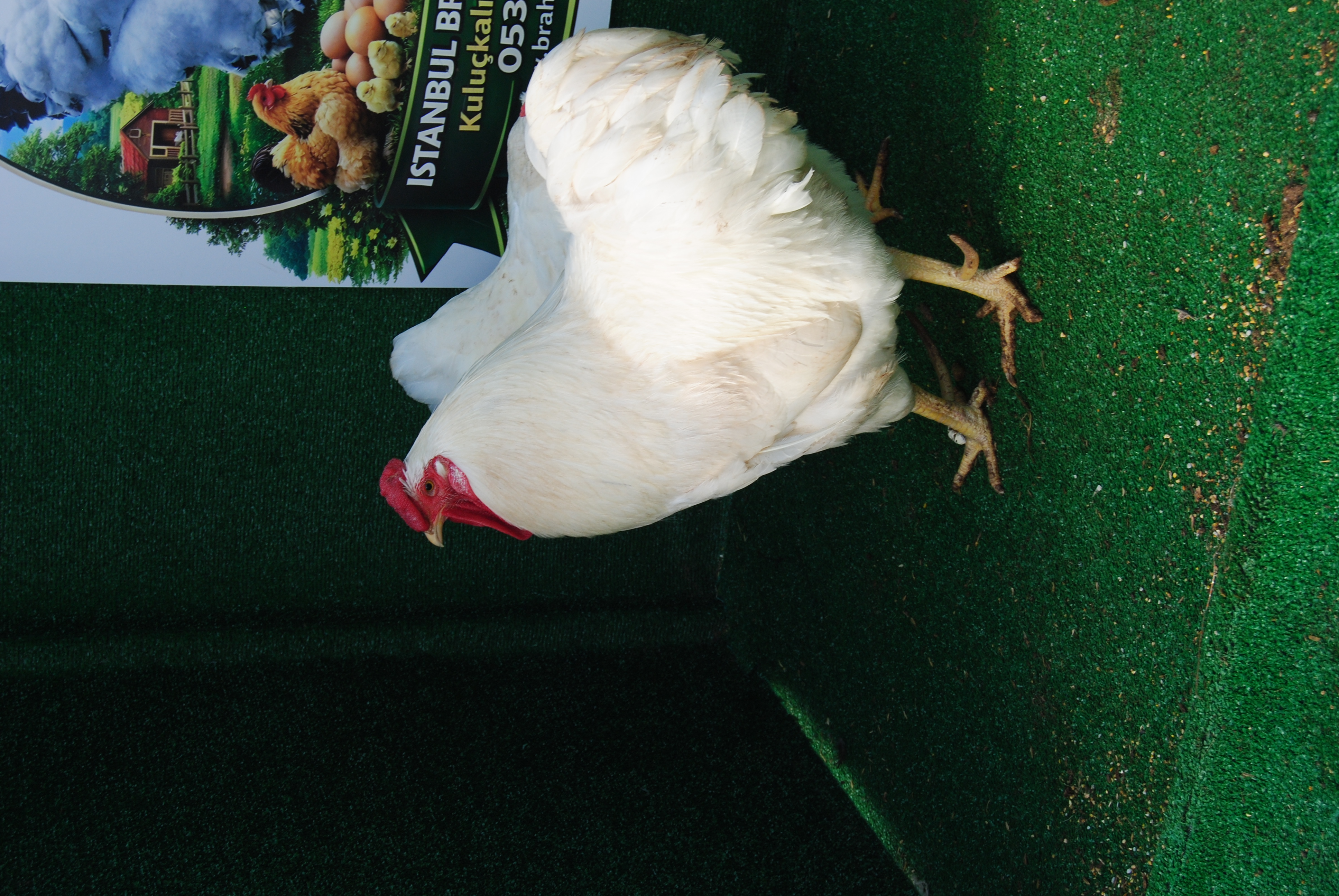 Beyaz Wyandotte Kuluçkalık Yumurta