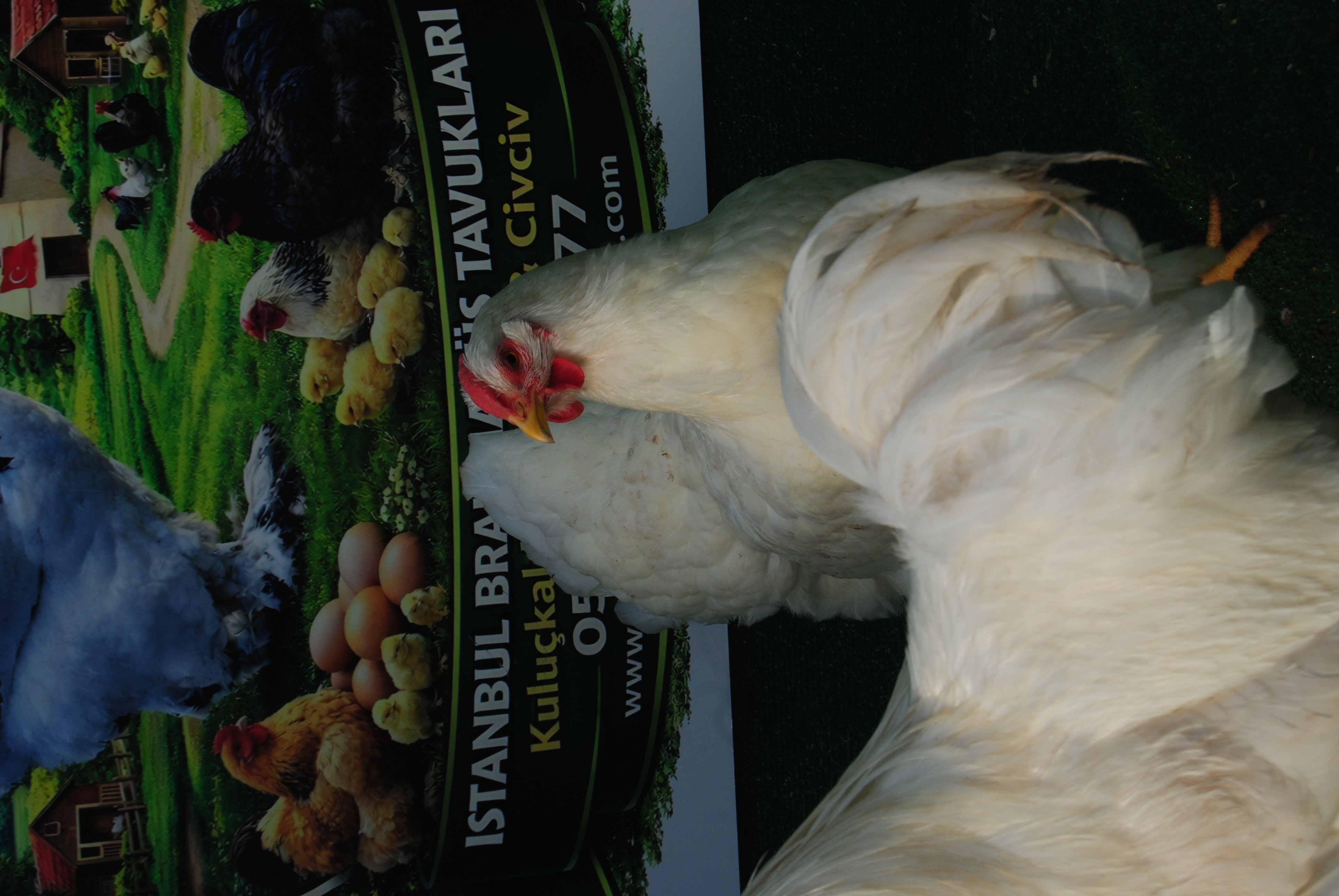 Beyaz Wyandotte Kuluçkalık Yumurta