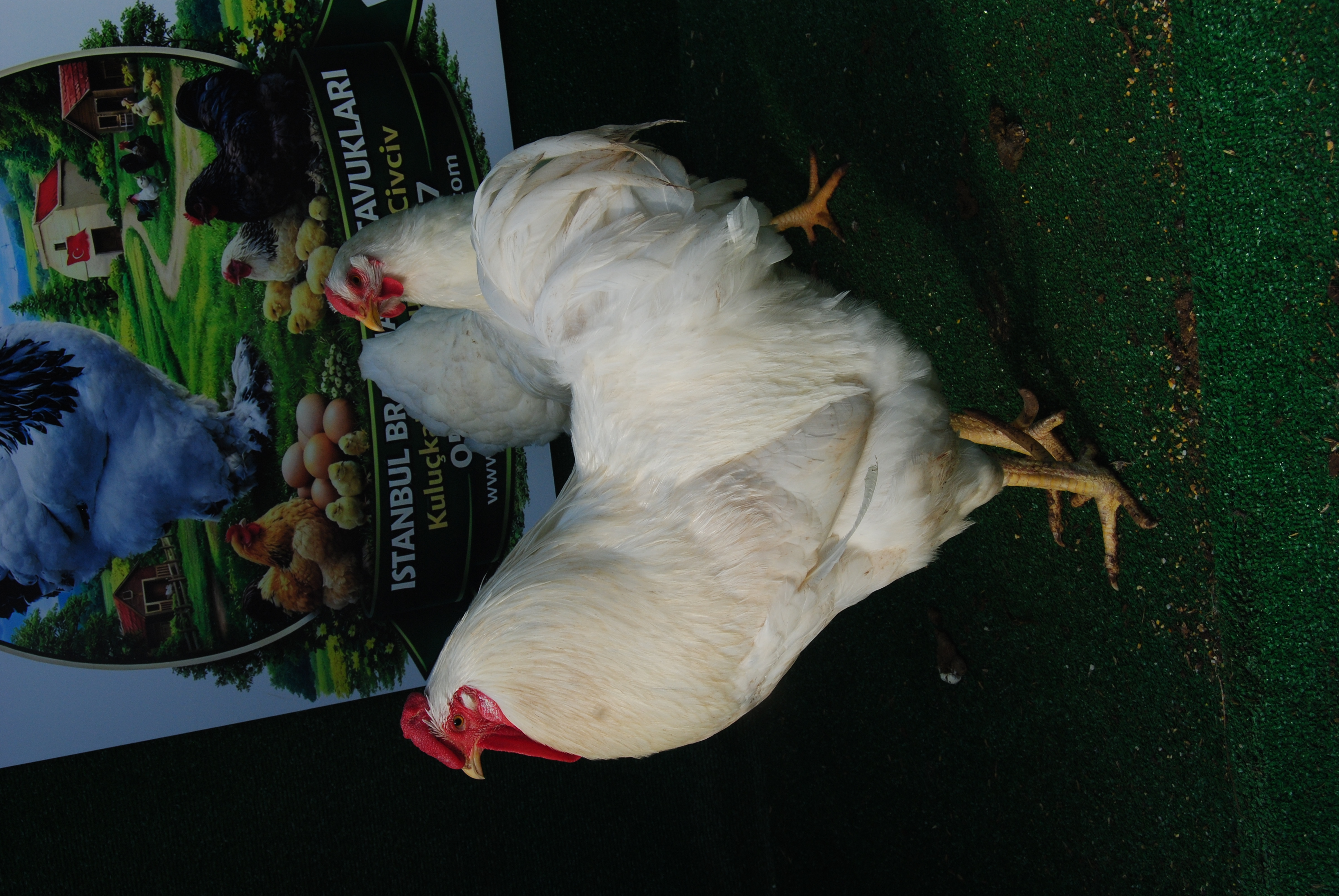 Beyaz Wyandotte Kuluçkalık Yumurta