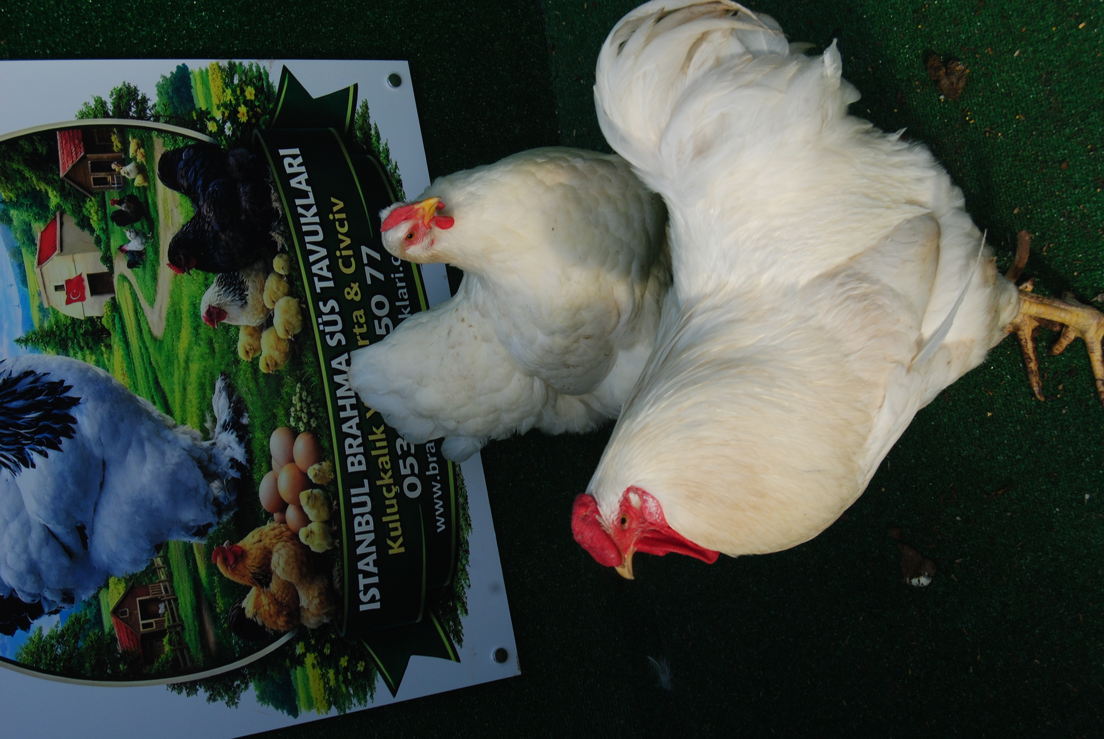 Beyaz Wyandotte Kuluçkalık Yumurta