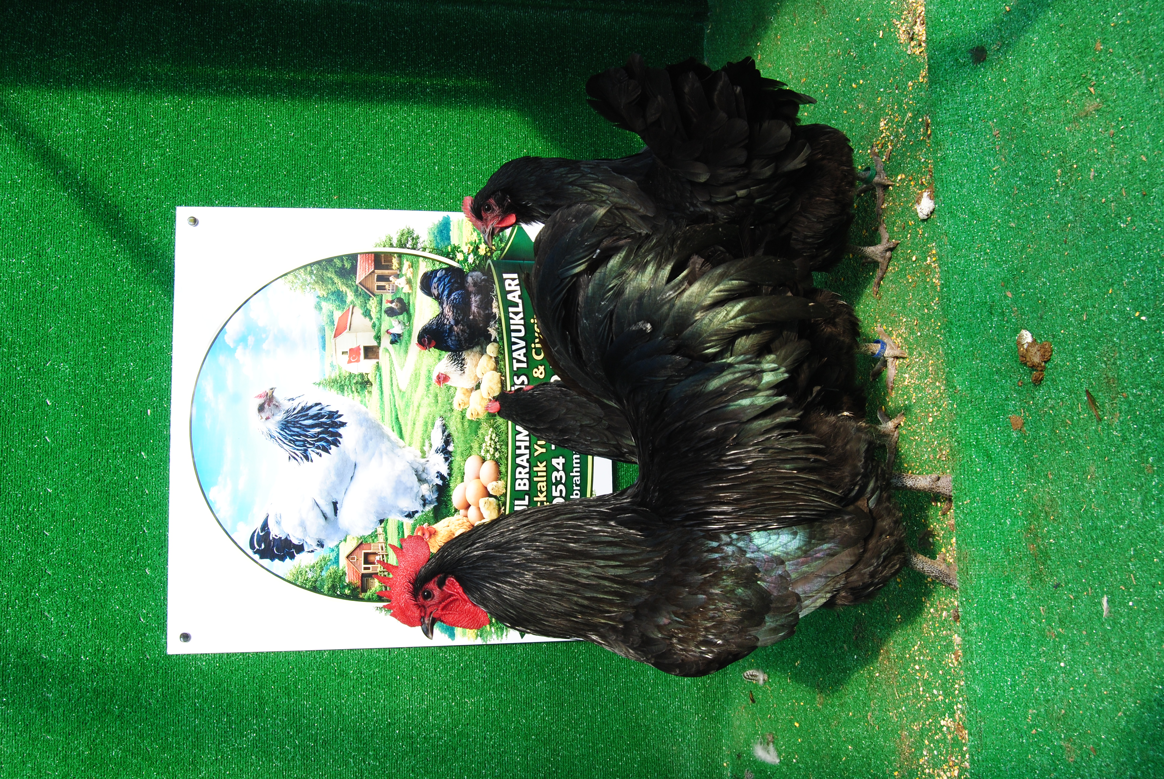 Black Australorp Kuluçkalık Yumurta