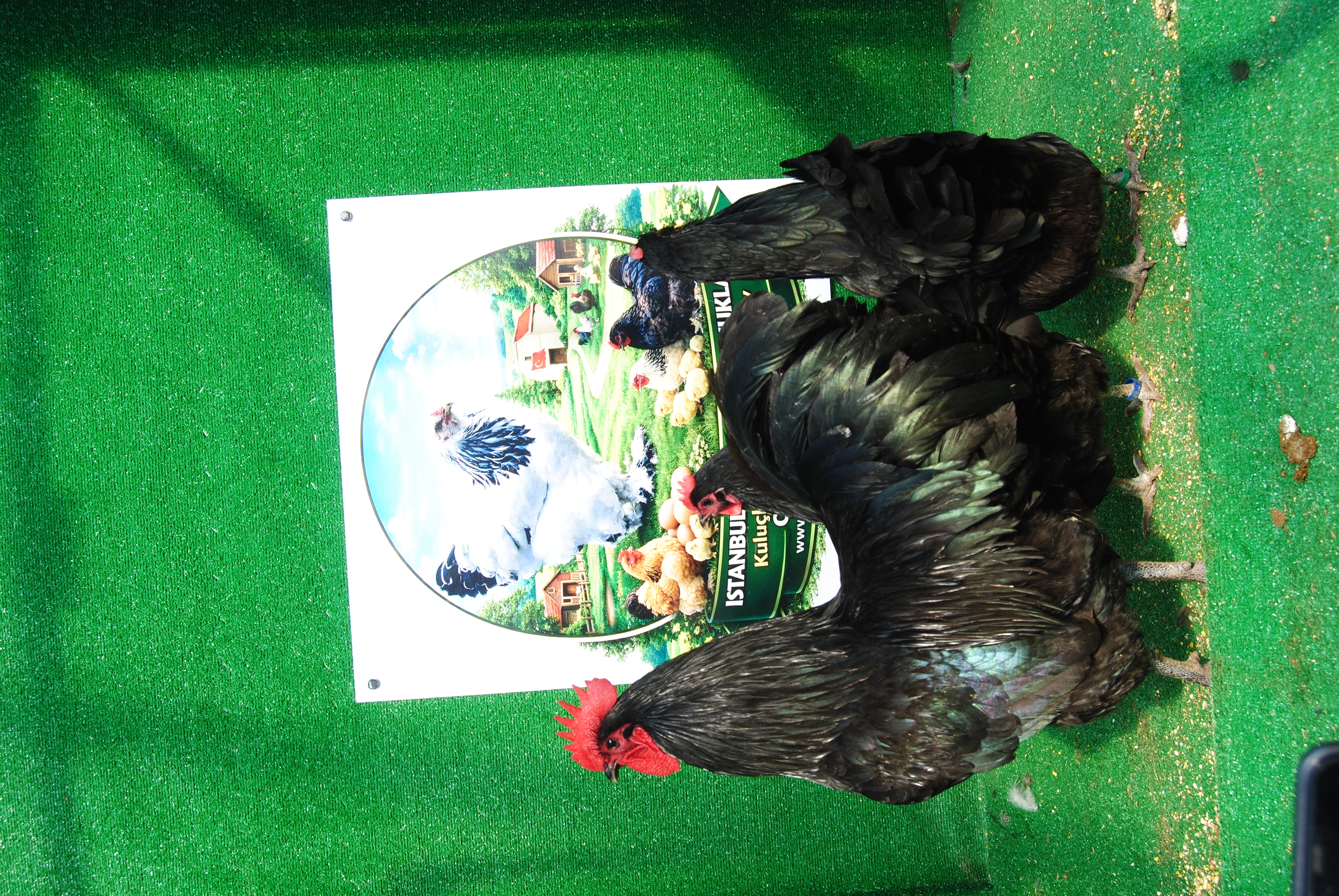 Black Australorp Kuluçkalık Yumurta