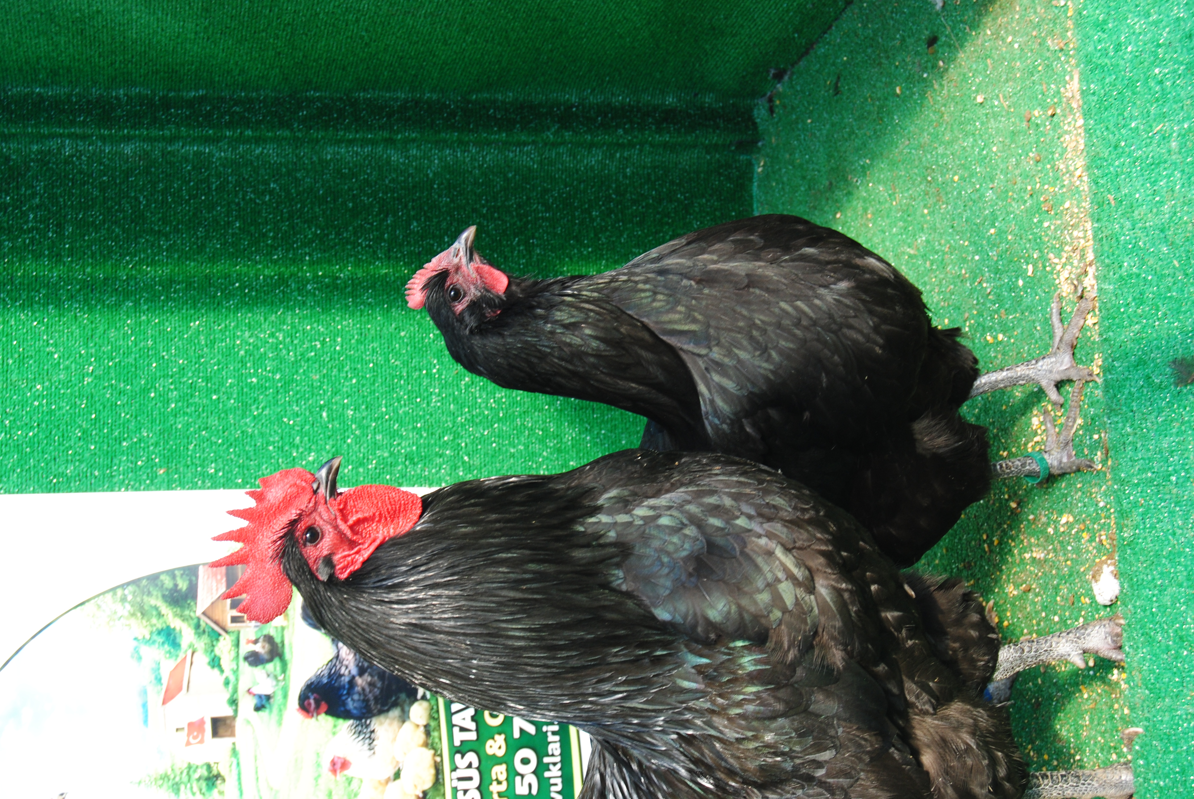 Black Australorp Kuluçkalık Yumurta