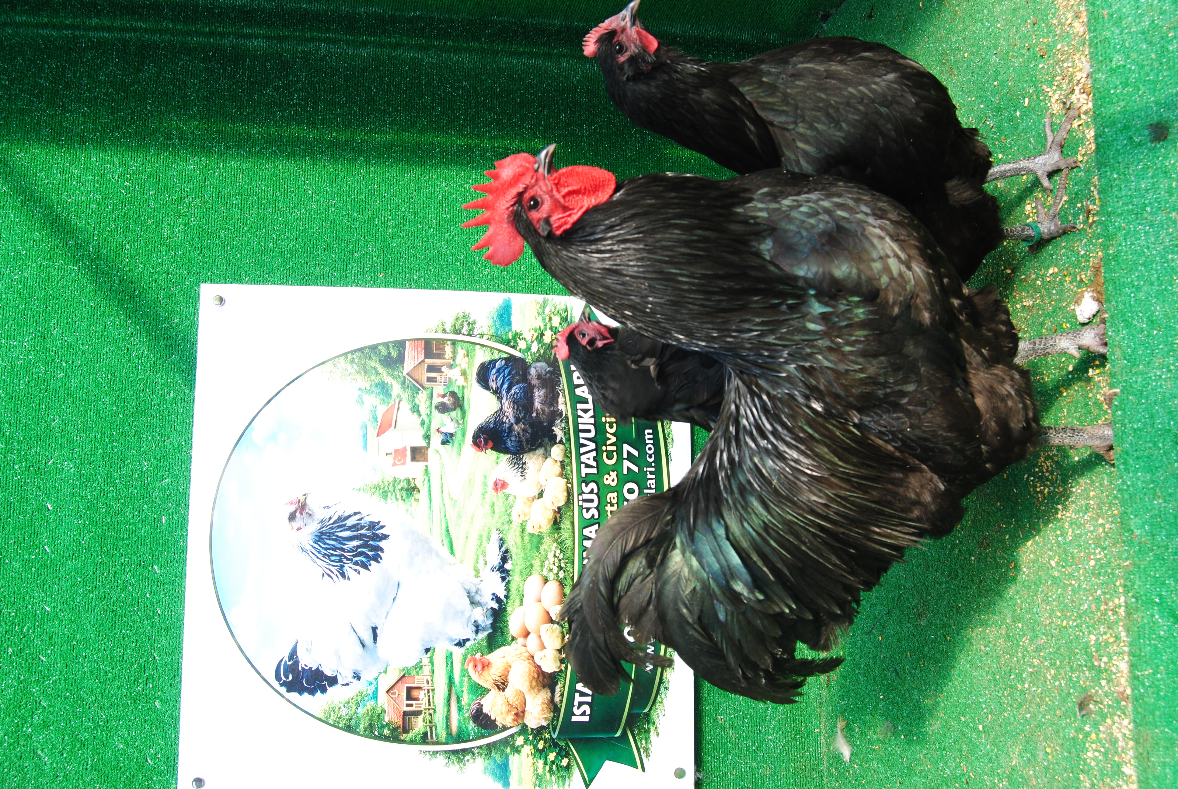 Black Australorp Kuluçkalık Yumurta