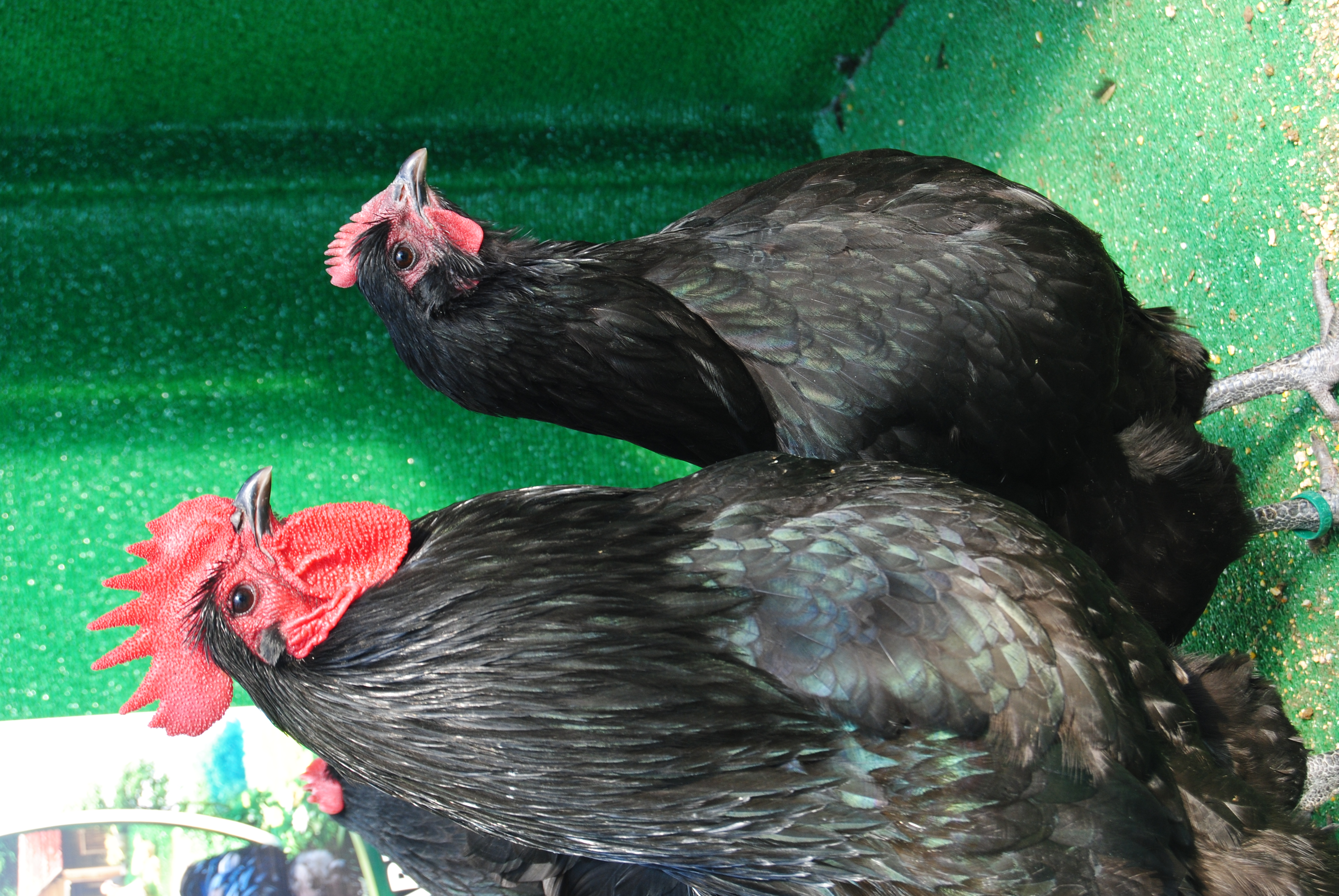 Black Australorp Kuluçkalık Yumurta