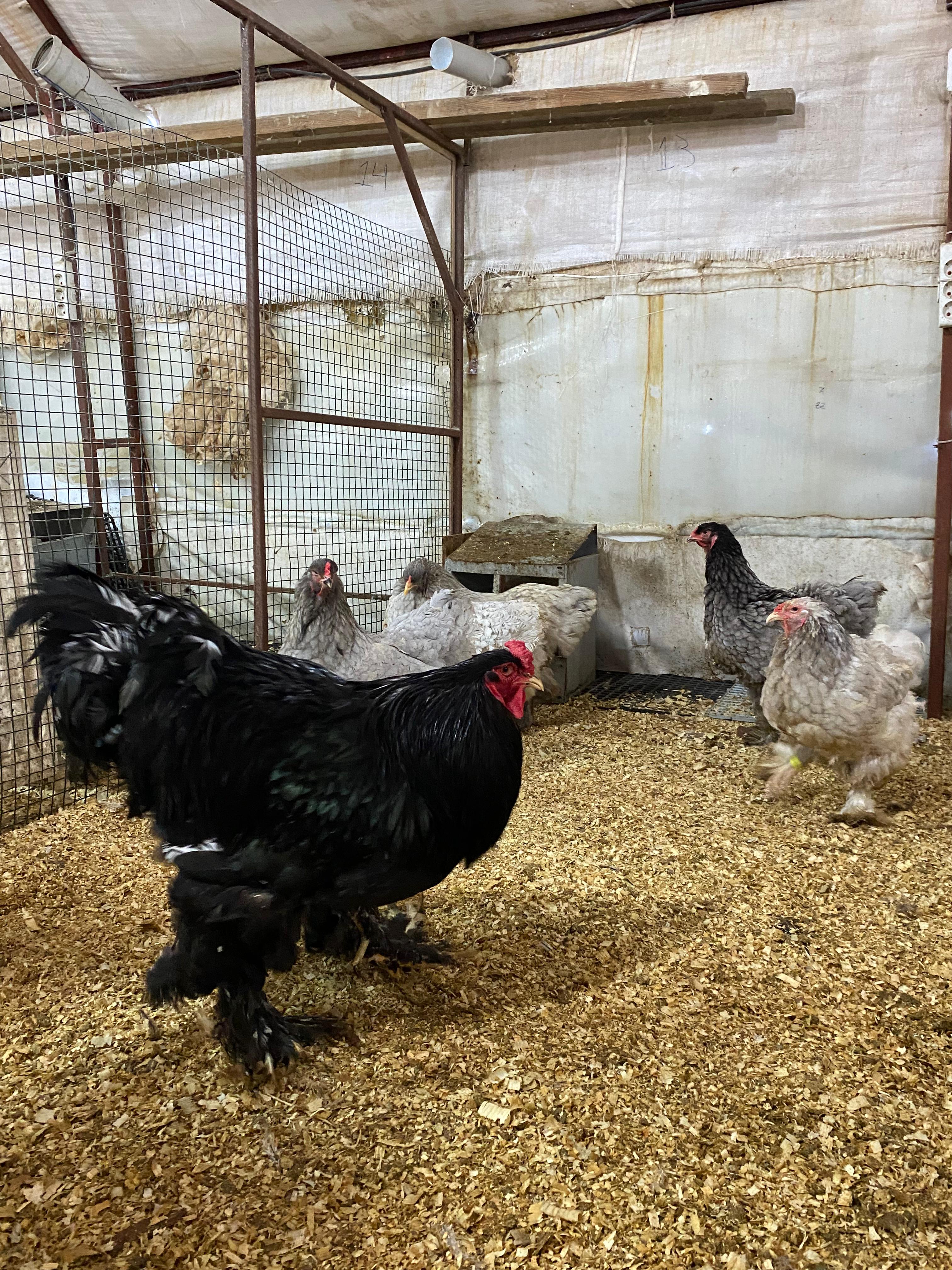 BLUE BRAHMA KULUÇKALIK YUMURTA