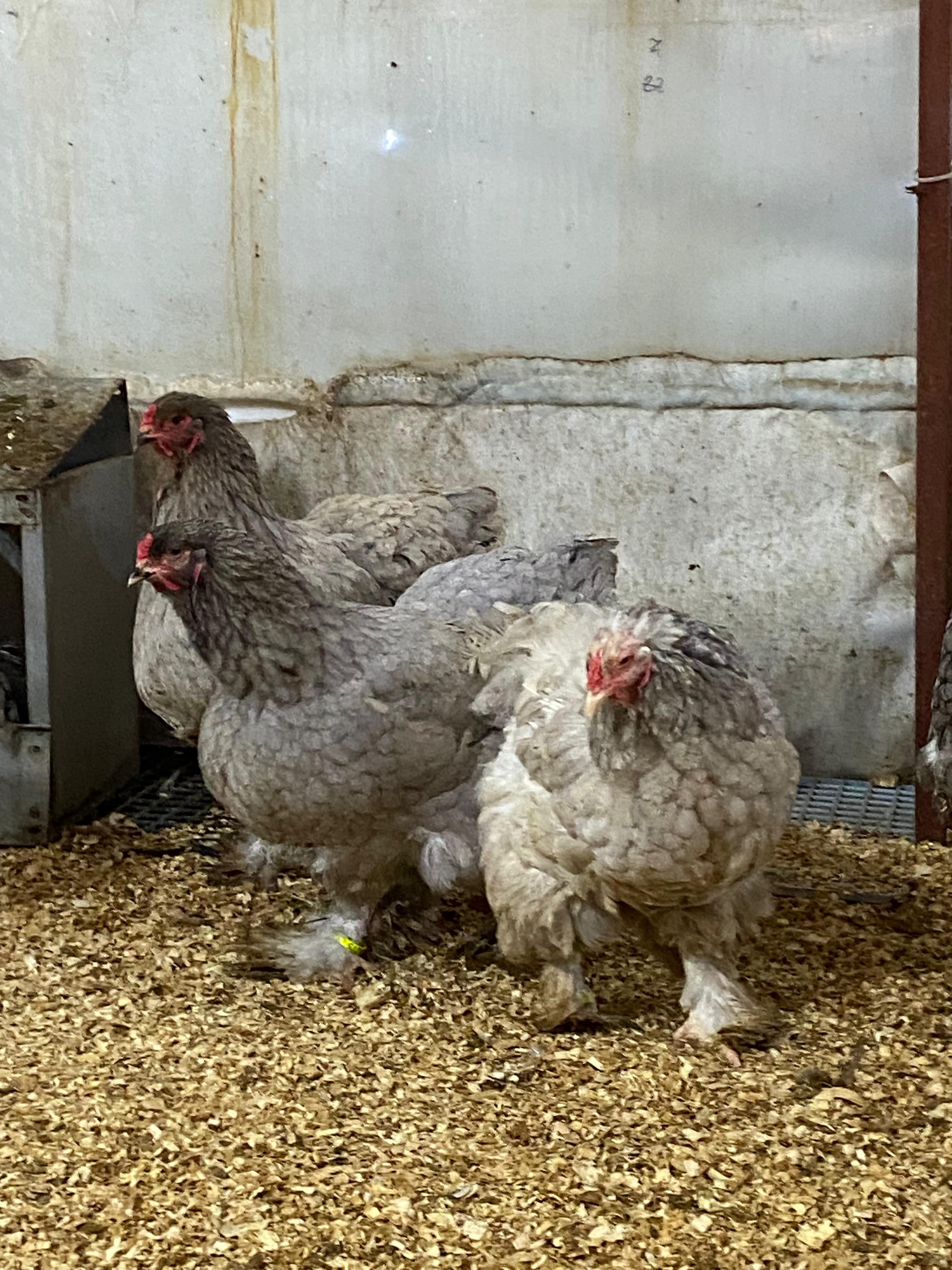 BLUE BRAHMA KULUÇKALIK YUMURTA