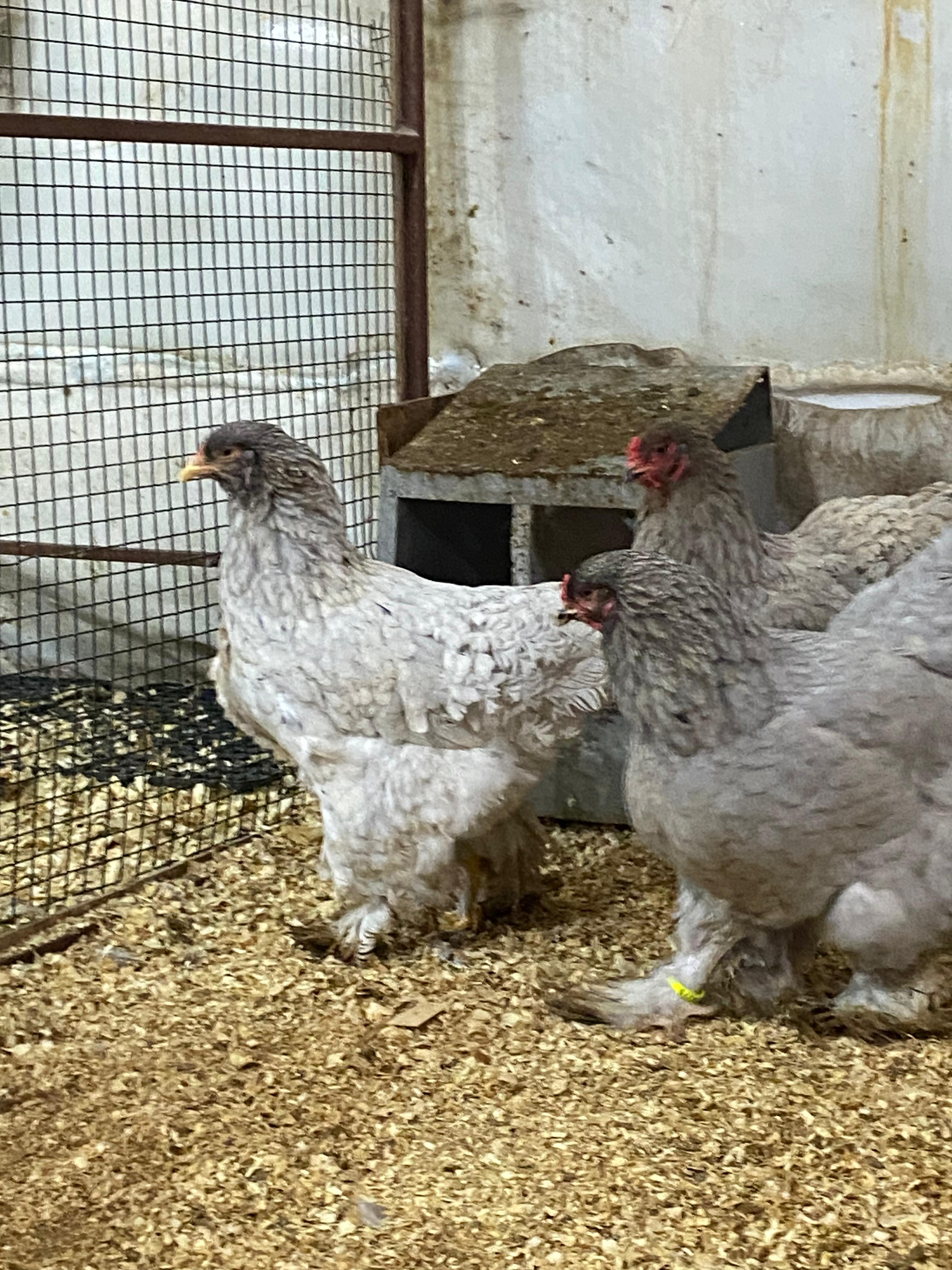 BLUE BRAHMA KULUÇKALIK YUMURTA