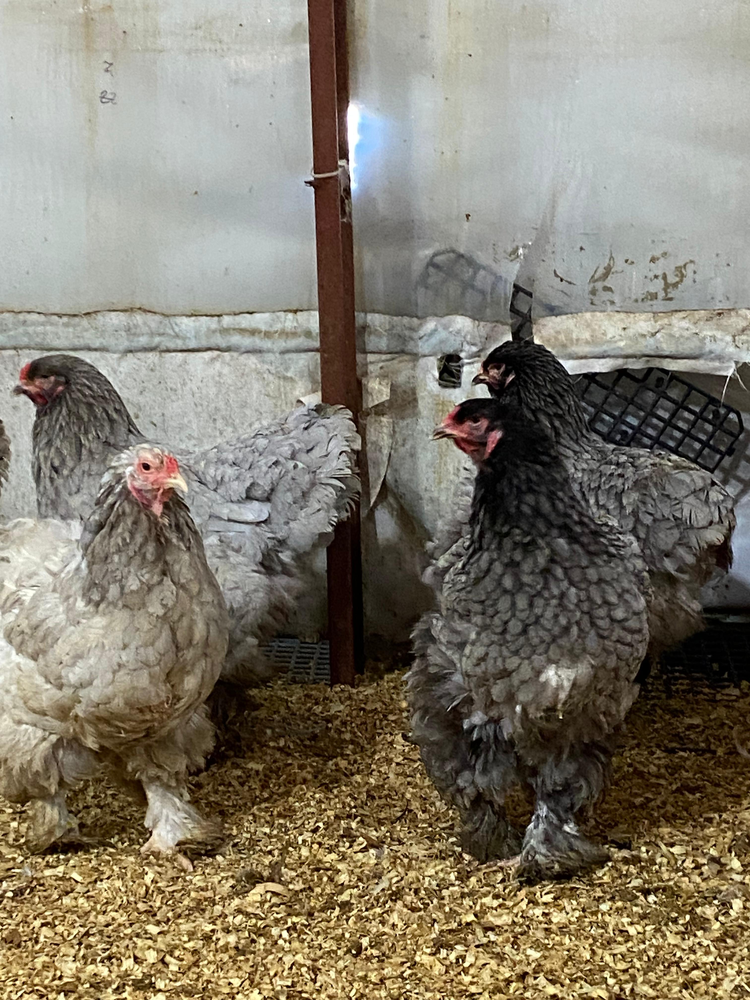 BLUE BRAHMA KULUÇKALIK YUMURTA