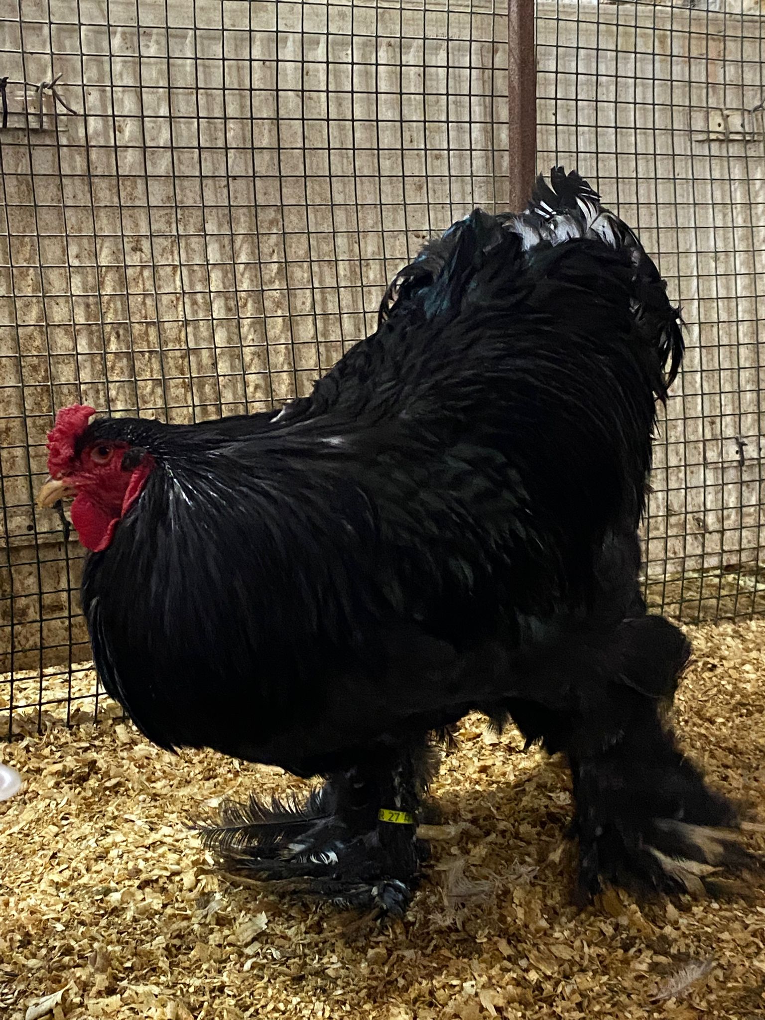 BLUE BRAHMA KULUÇKALIK YUMURTA