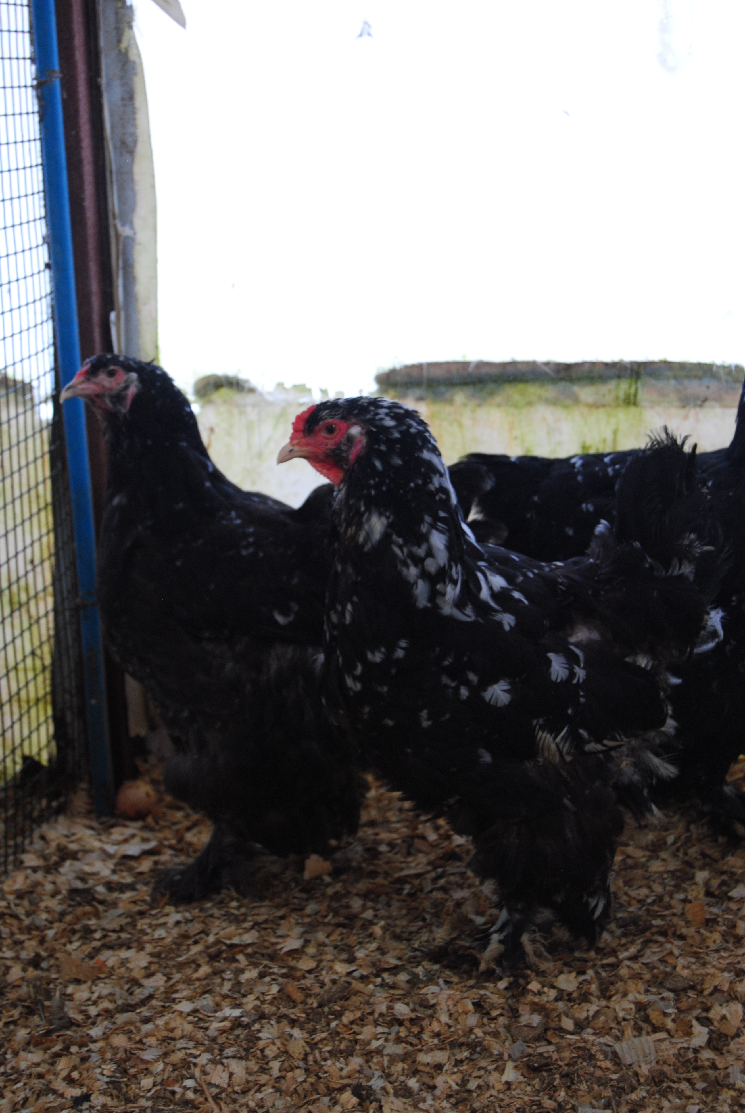 BLACK MODLET BRAHMA KULUÇKALIK YUMURTA