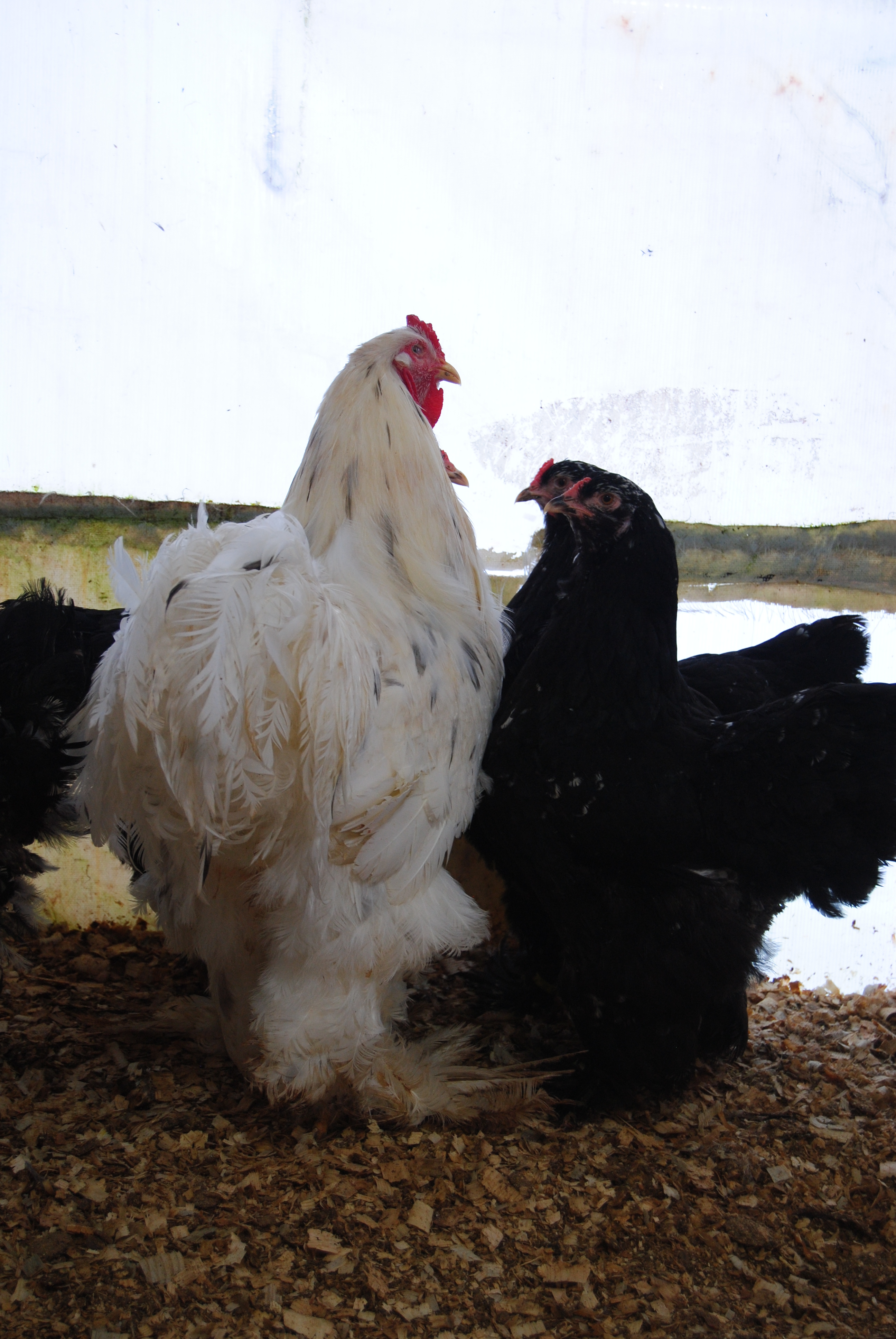 BLACK MODLET BRAHMA KULUÇKALIK YUMURTA