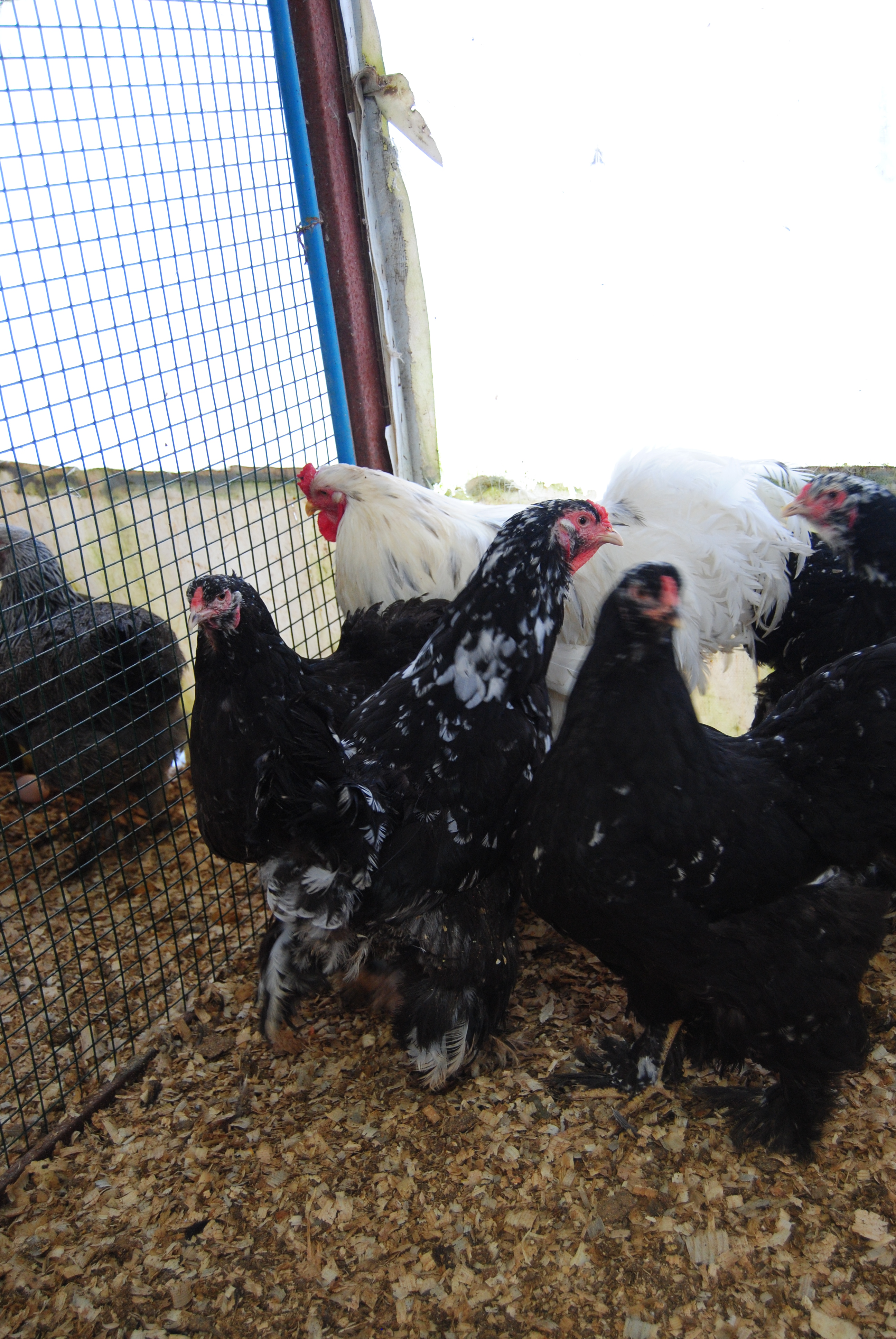 BLACK MODLET BRAHMA KULUÇKALIK YUMURTA