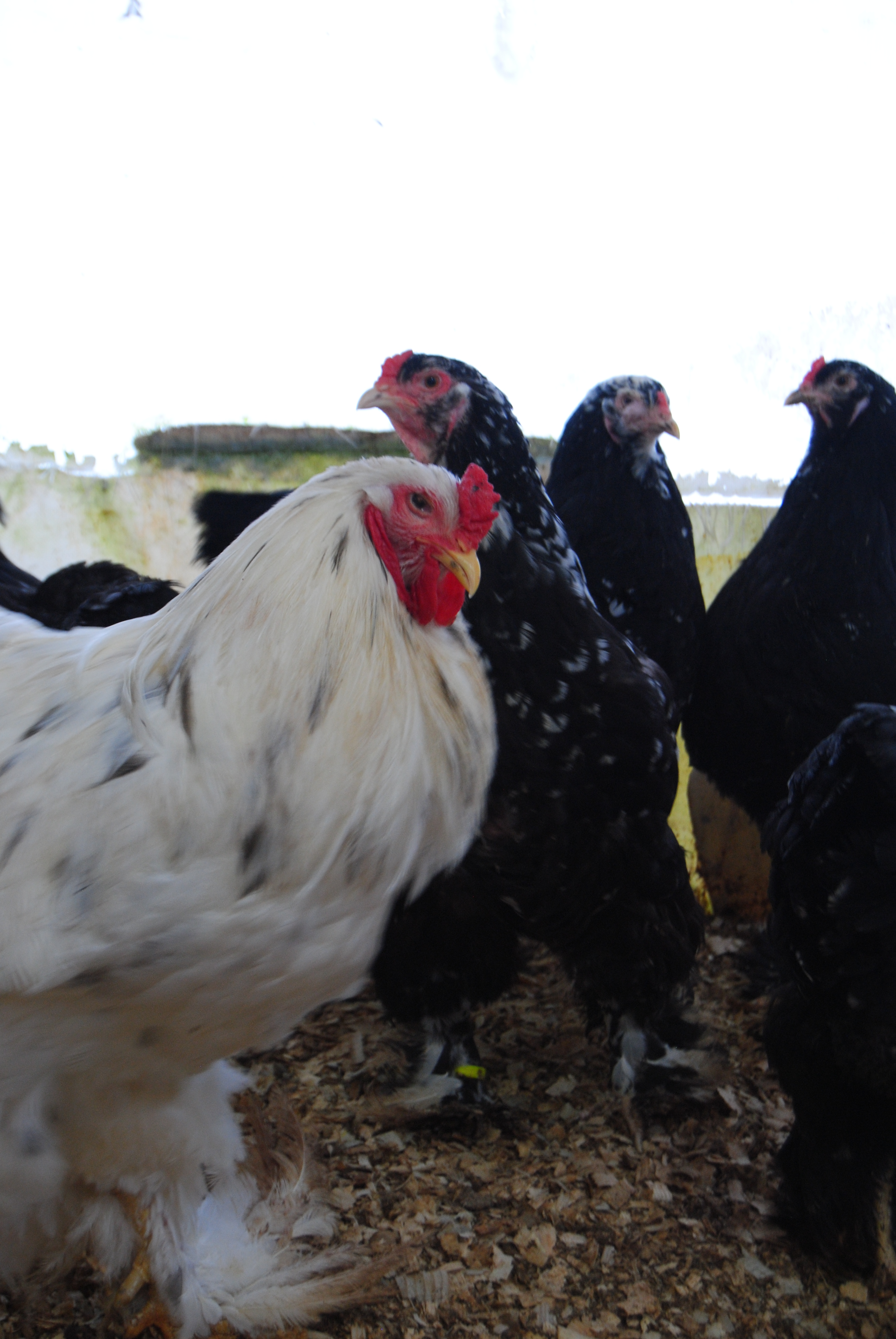 BLACK MODLET BRAHMA KULUÇKALIK YUMURTA