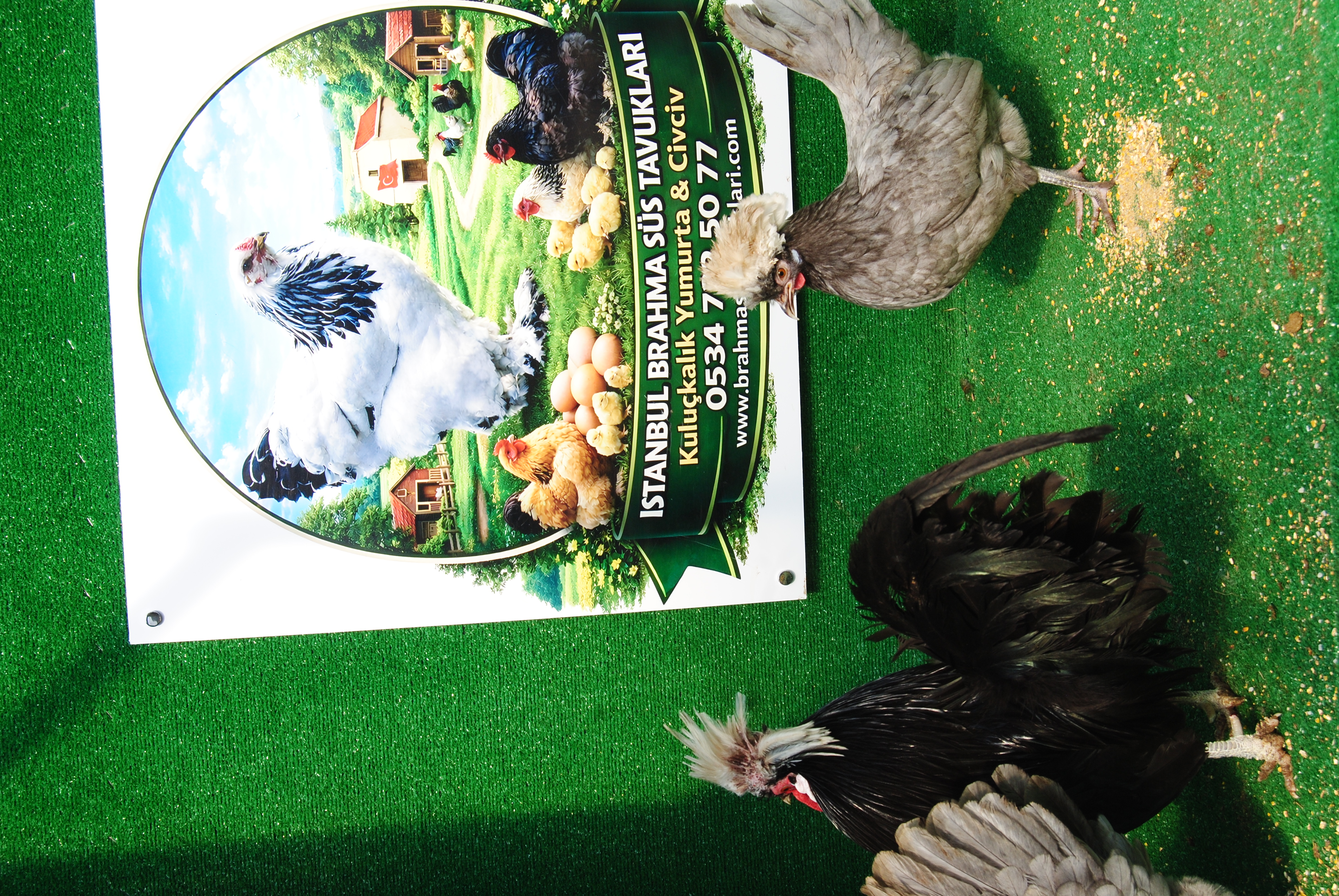 BLUE FİZAN KULUÇKALIK YUMURTA