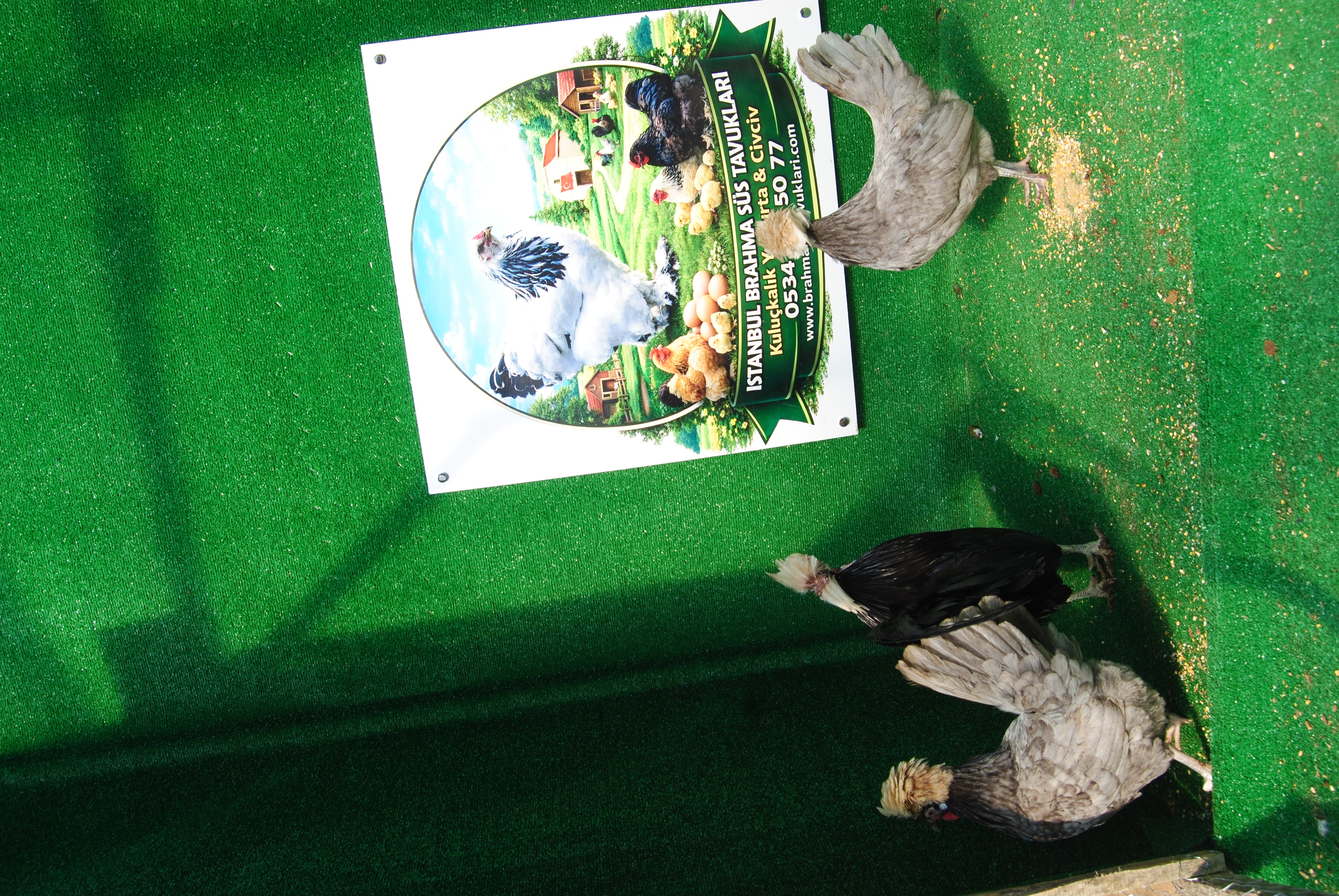 BLUE FİZAN KULUÇKALIK YUMURTA