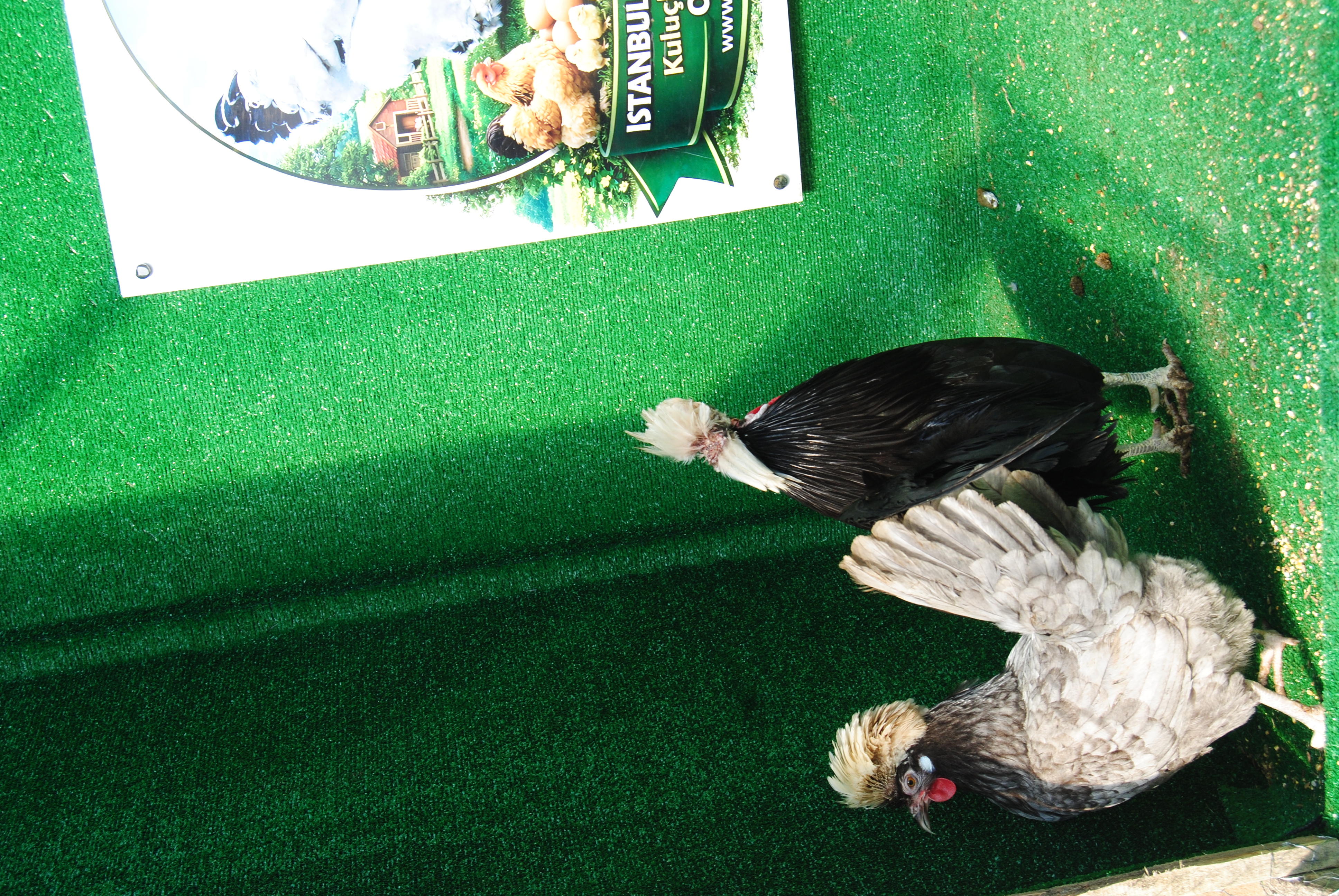 BLUE FİZAN KULUÇKALIK YUMURTA