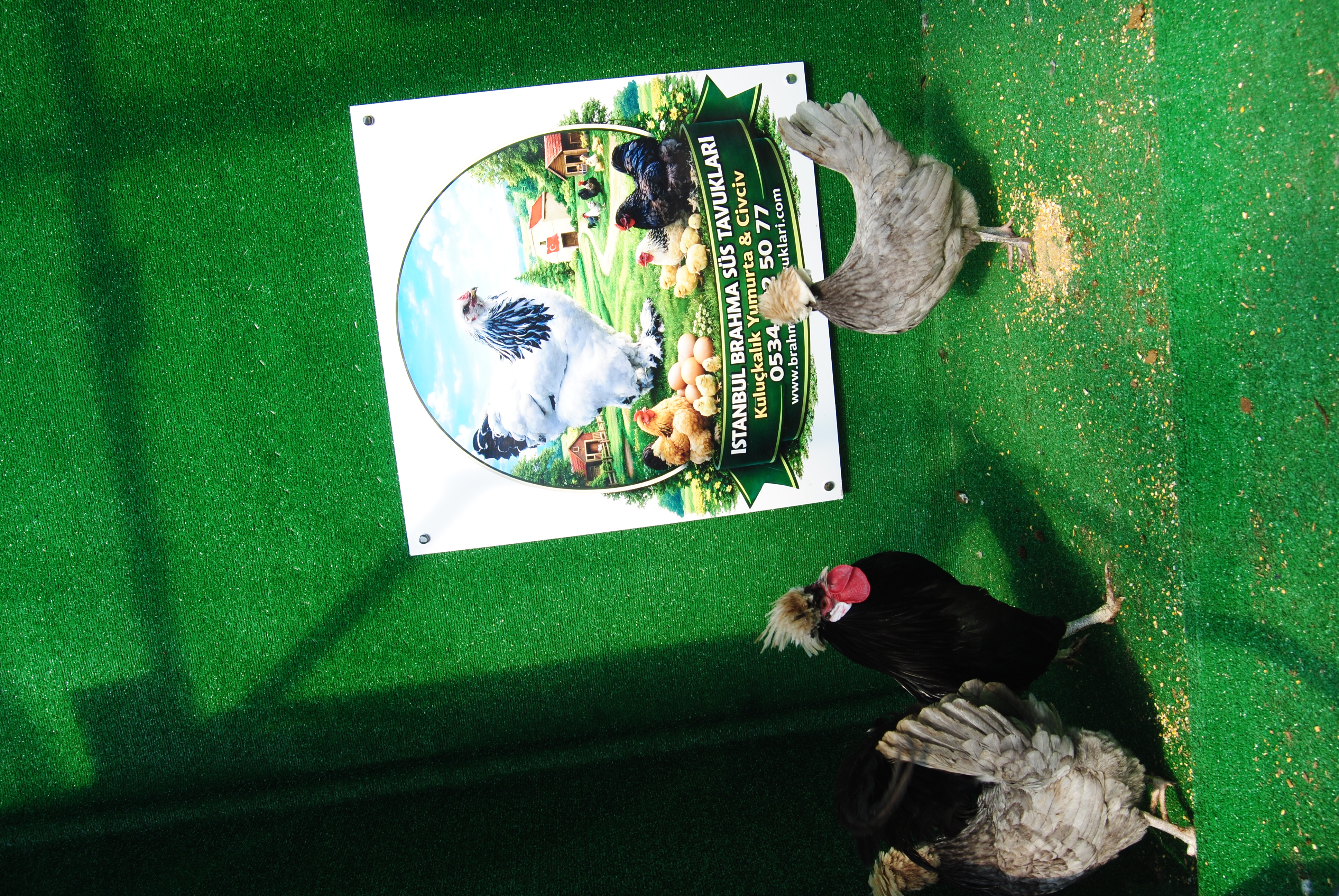 BLUE FİZAN KULUÇKALIK YUMURTA