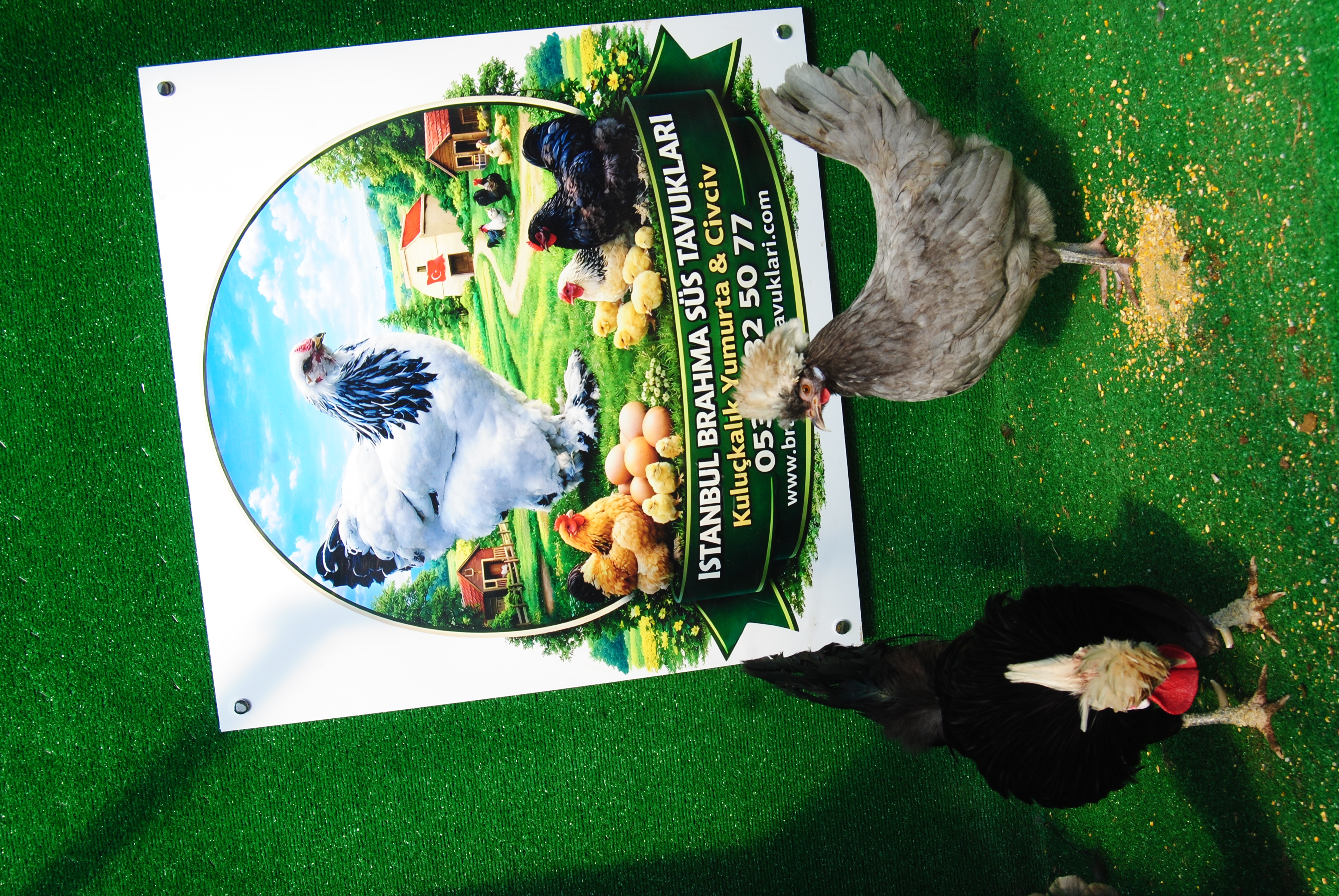 BLUE FİZAN KULUÇKALIK YUMURTA