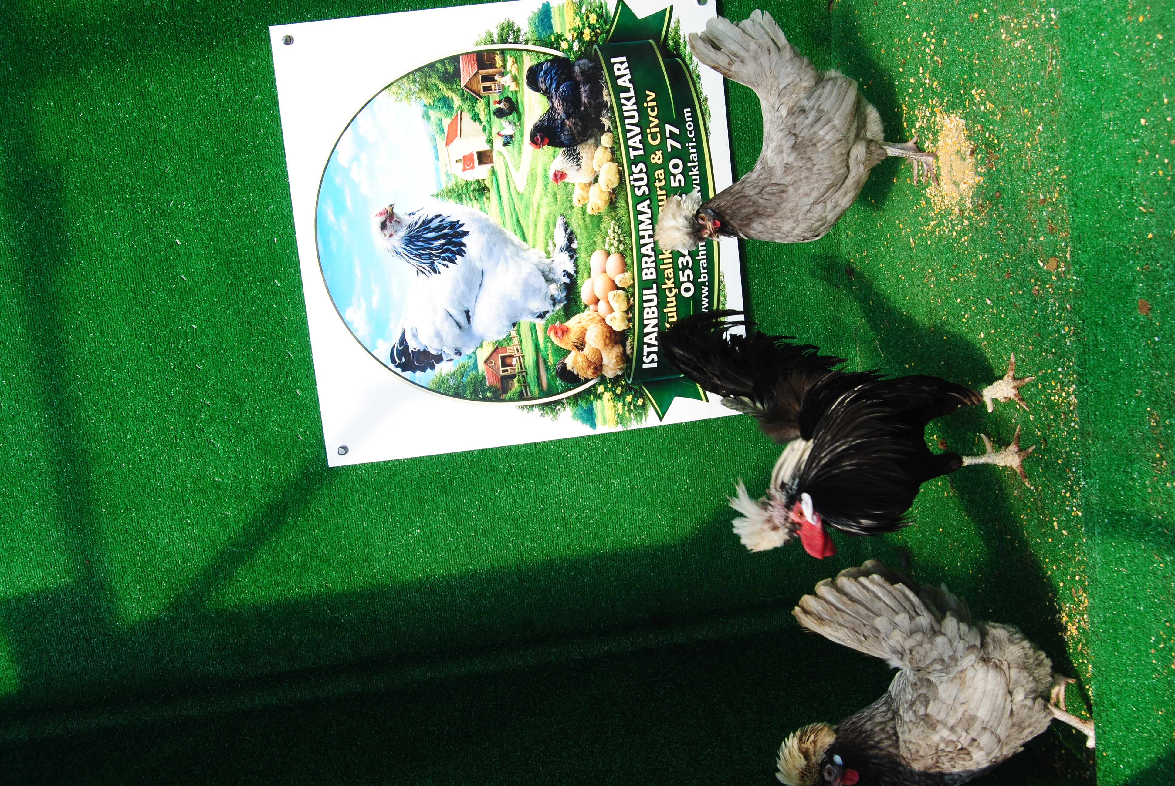 BLUE FİZAN KULUÇKALIK YUMURTA