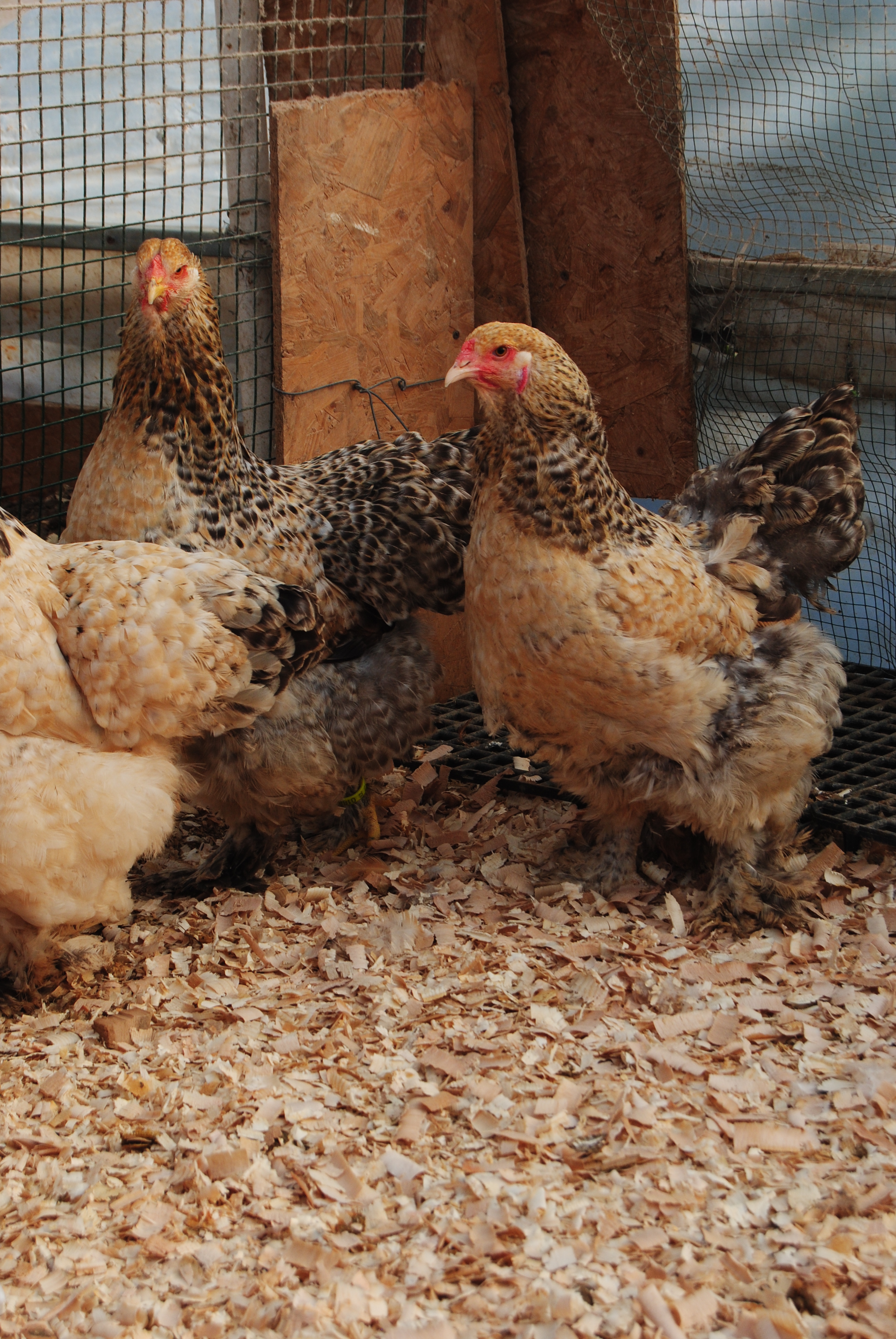 Buff Barret Brahma Kuluçkalık Yumurta