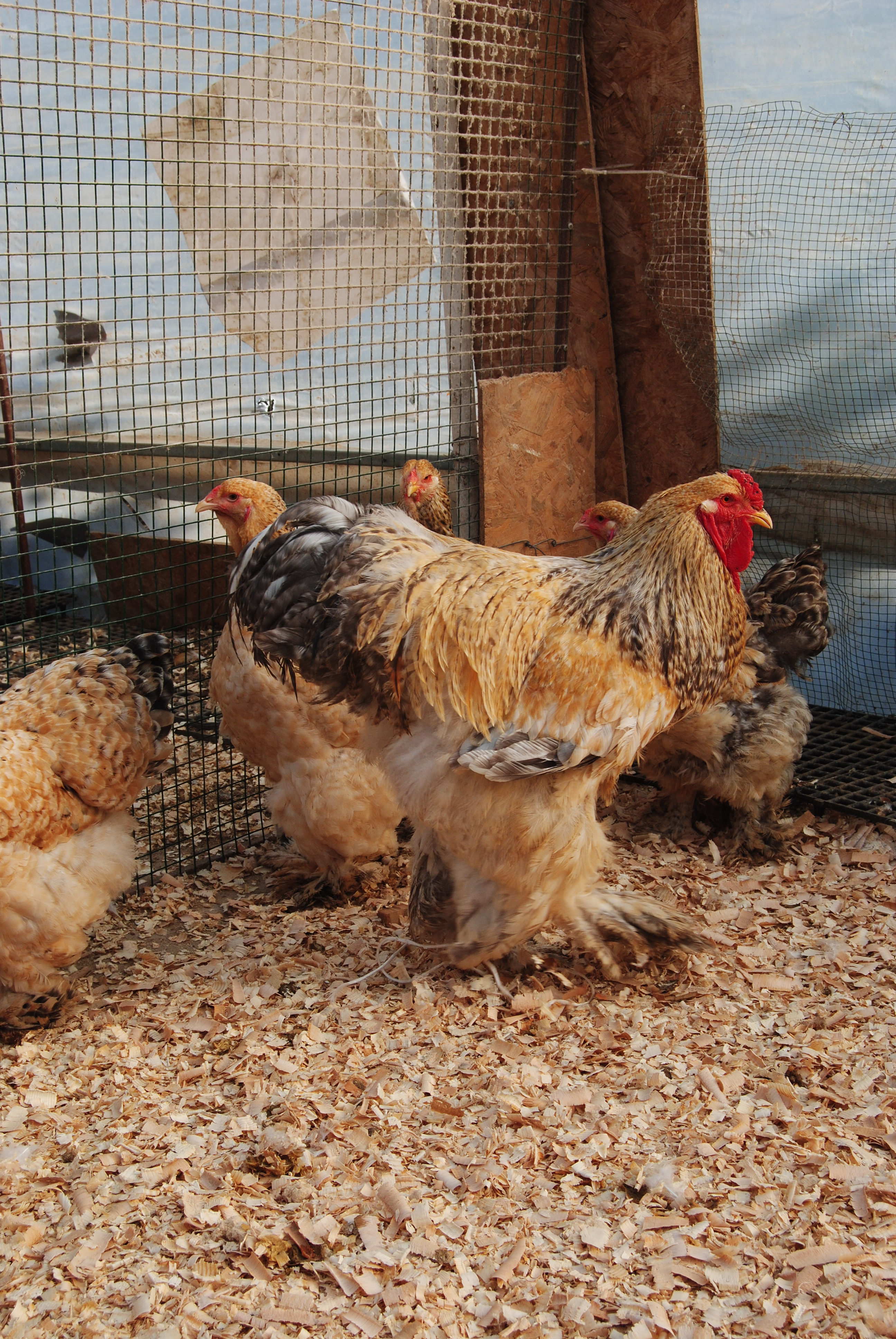 Buff Barret Brahma Kuluçkalık Yumurta