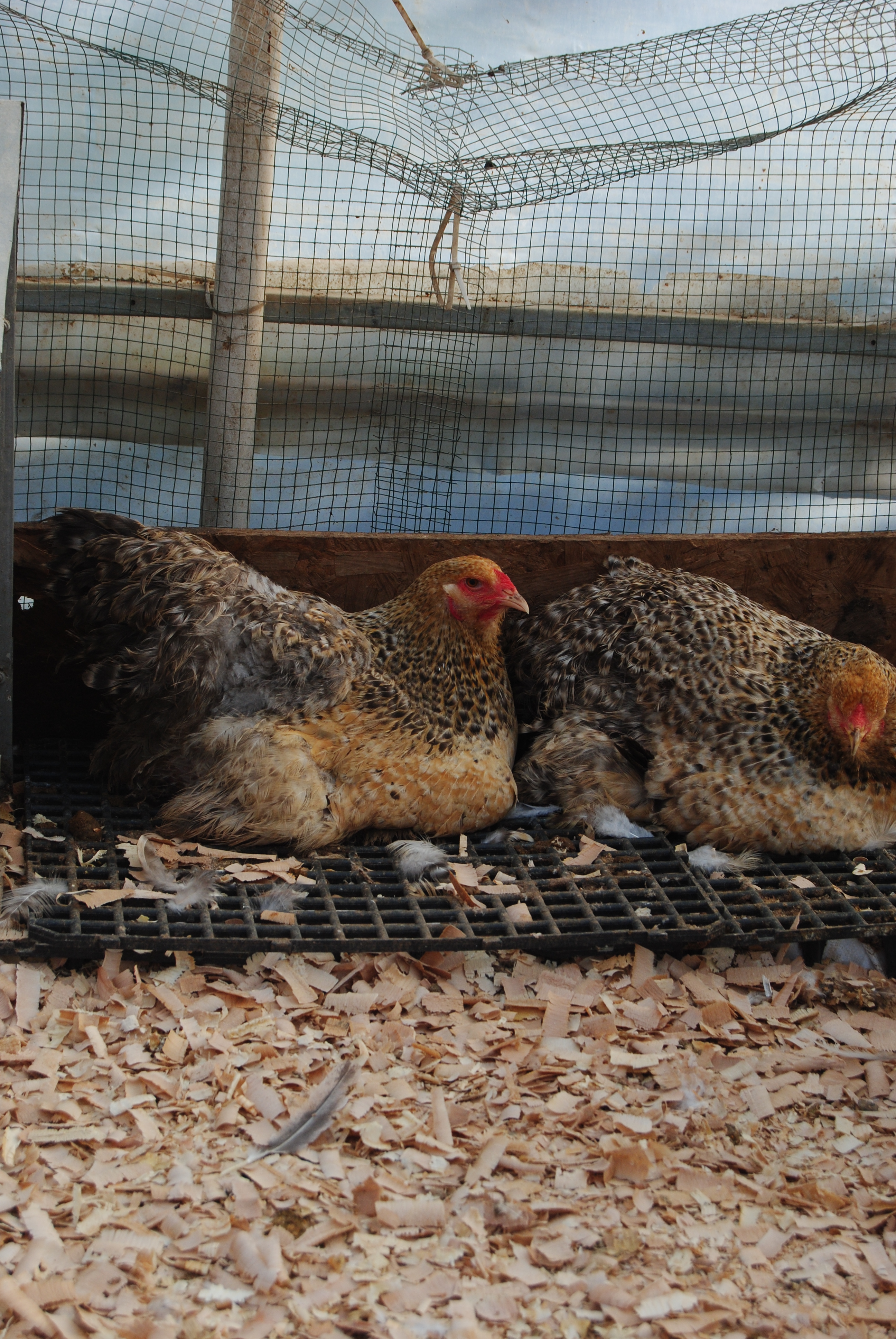 Buff Barret Brahma Kuluçkalık Yumurta