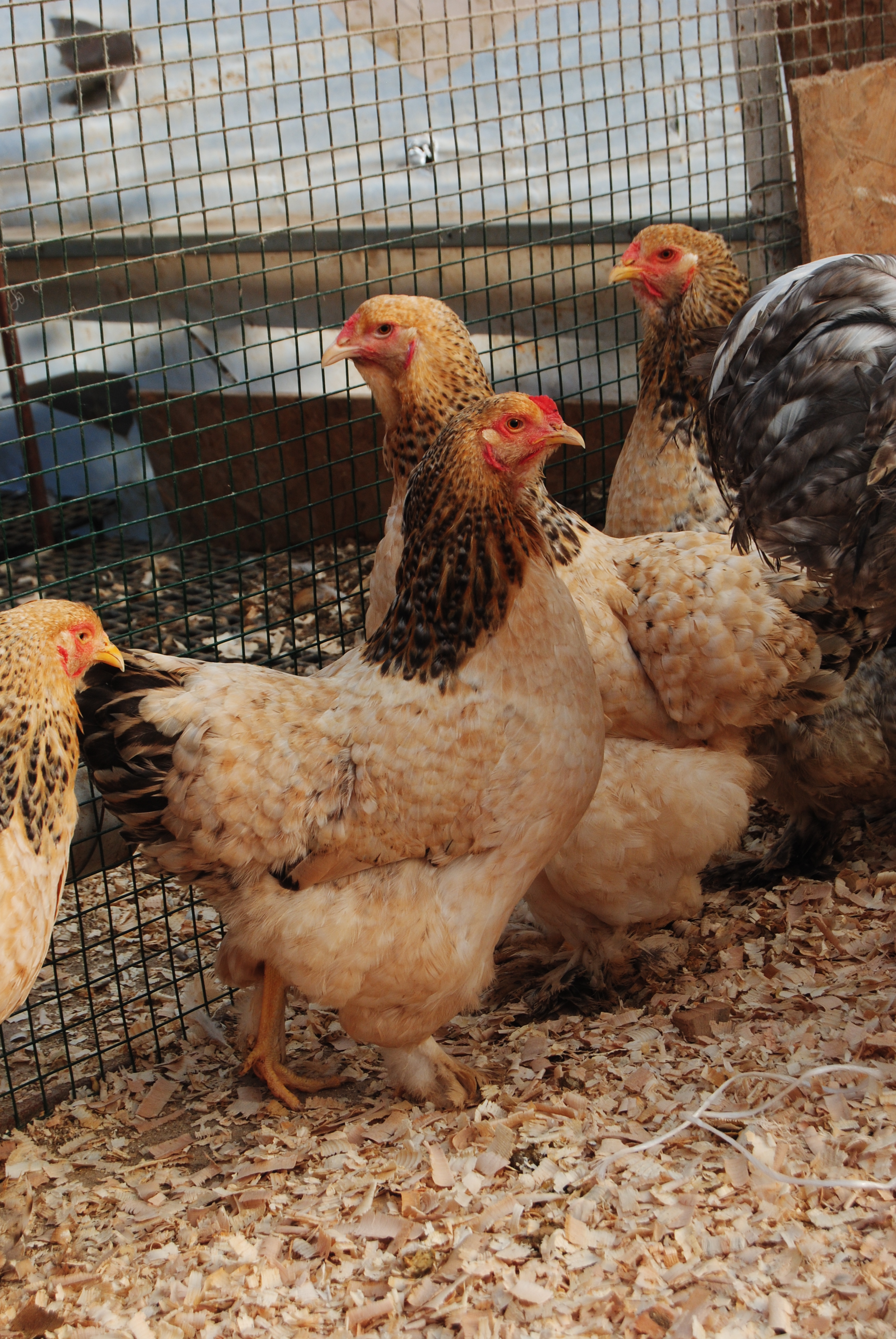 Buff Barret Brahma Kuluçkalık Yumurta