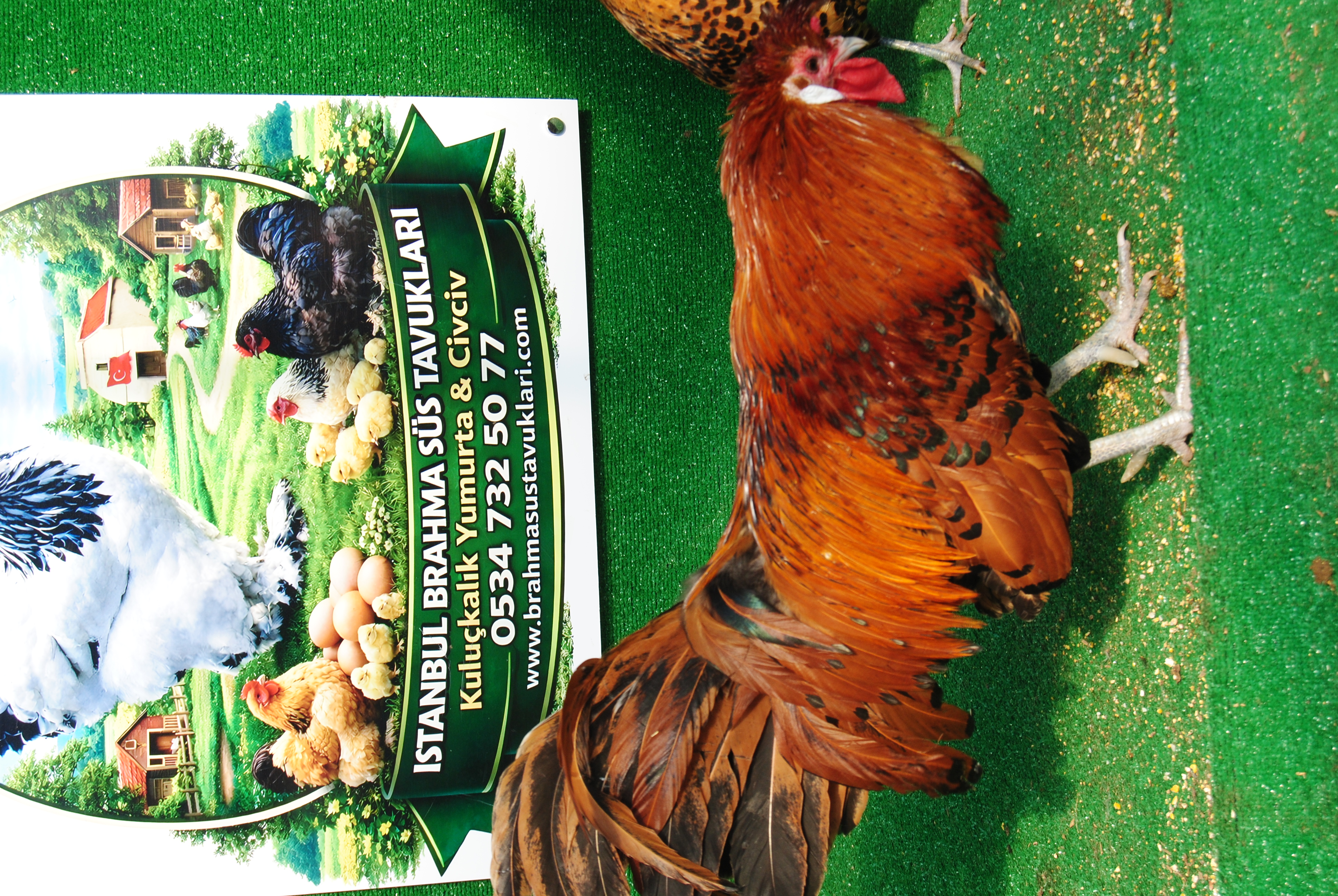 Gold Appenzeller Kuluçkalık Yumurta