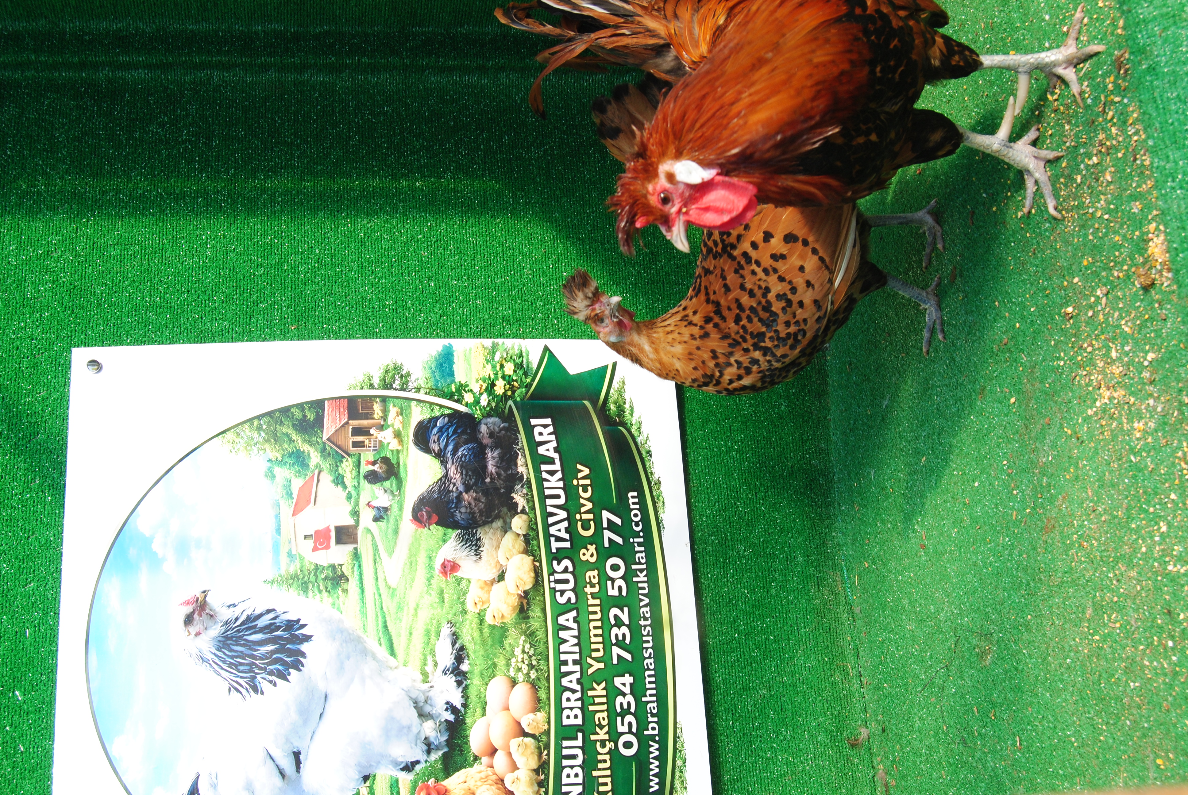 Gold Appenzeller Kuluçkalık Yumurta