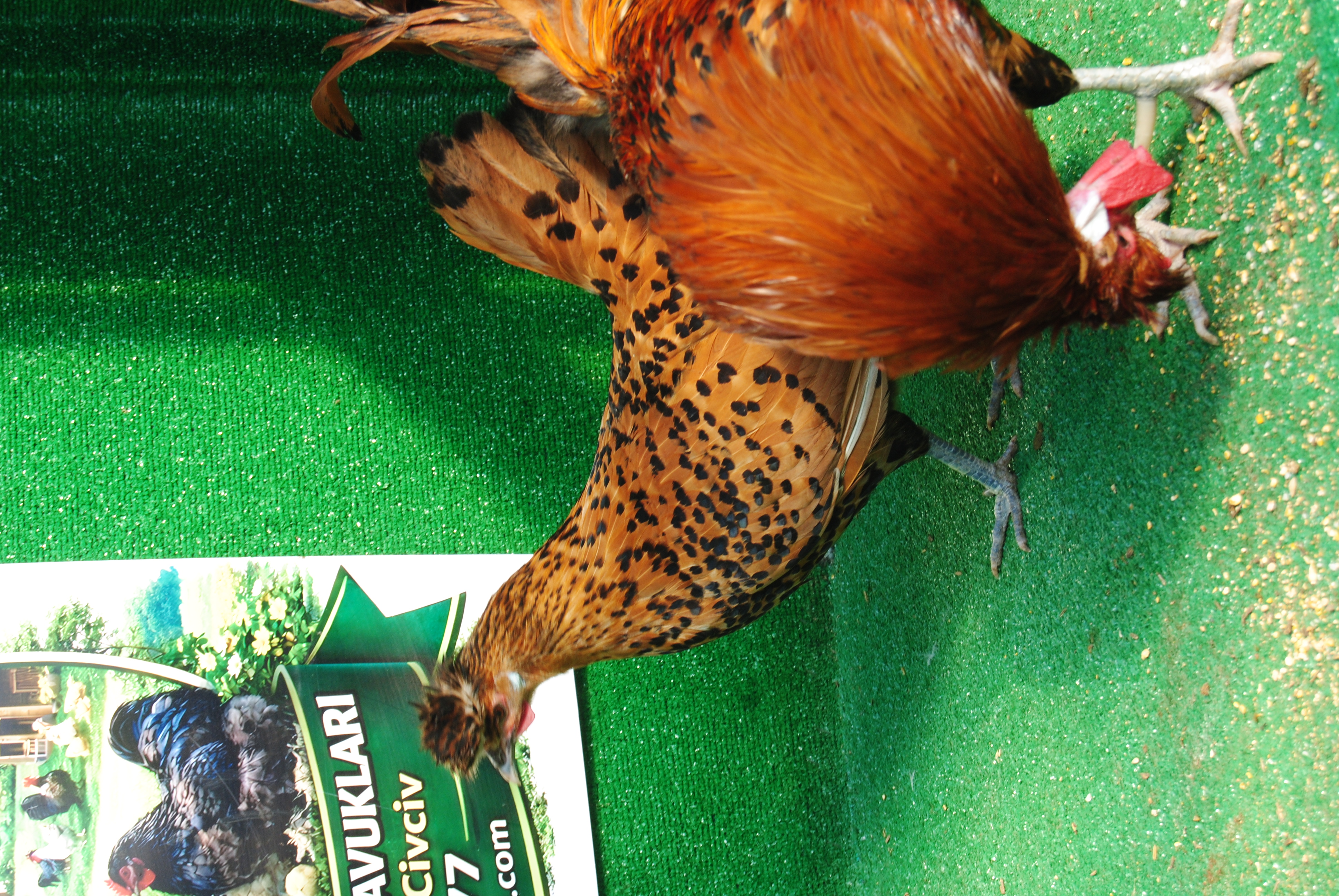 Gold Appenzeller Kuluçkalık Yumurta