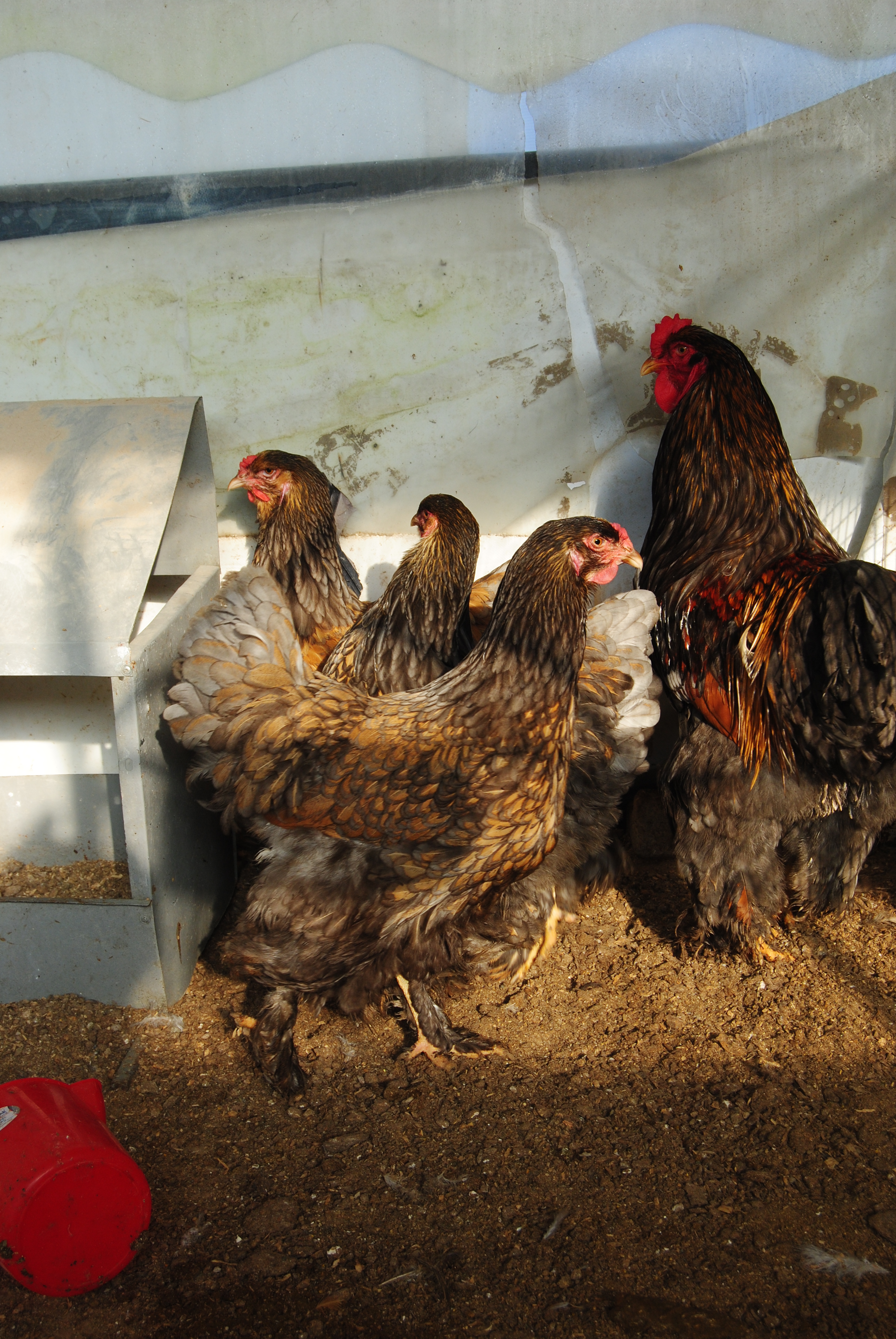 GOLD LACED BRAHMA KULUÇKALIK YUMURTA