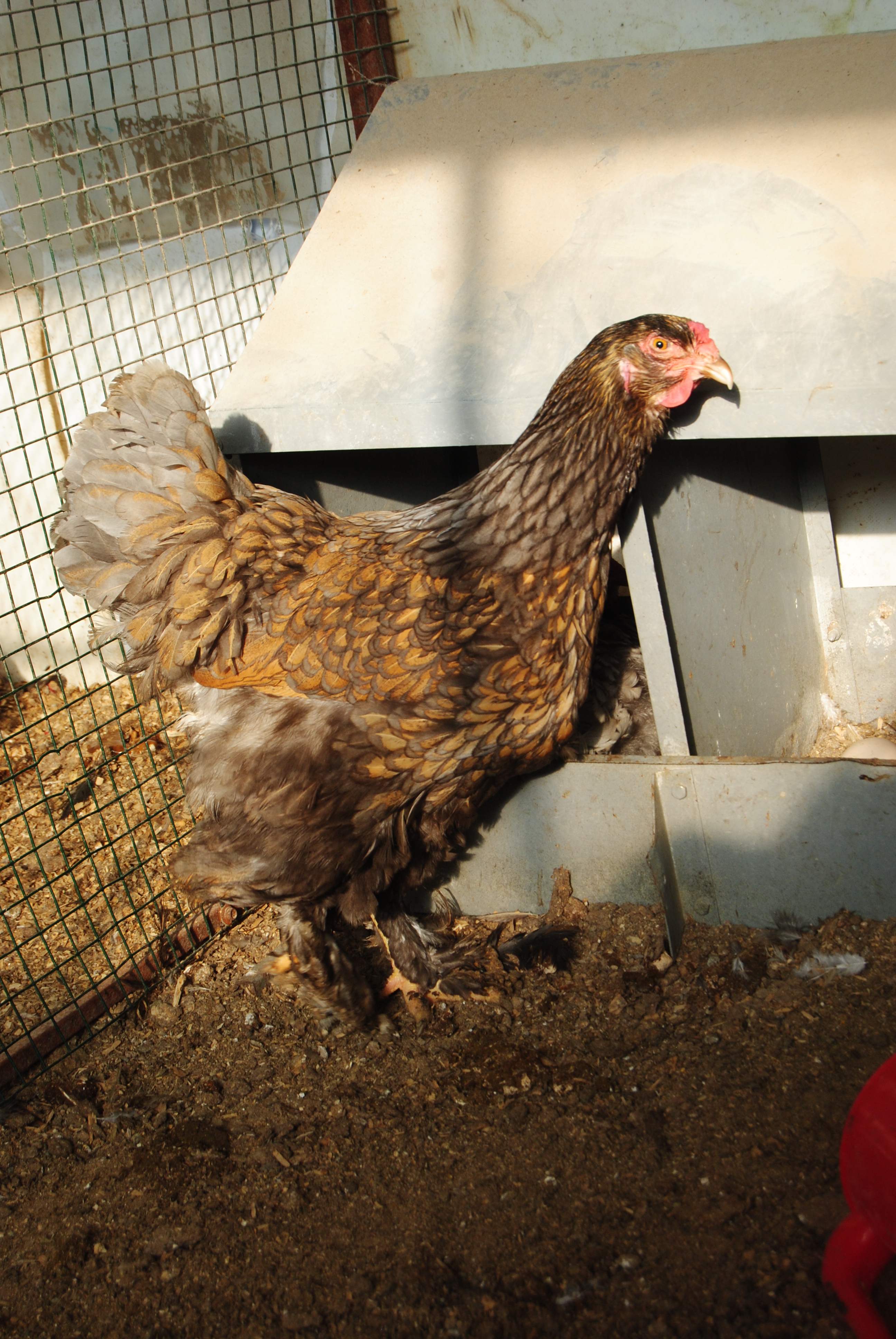 GOLD LACED BRAHMA KULUÇKALIK YUMURTA