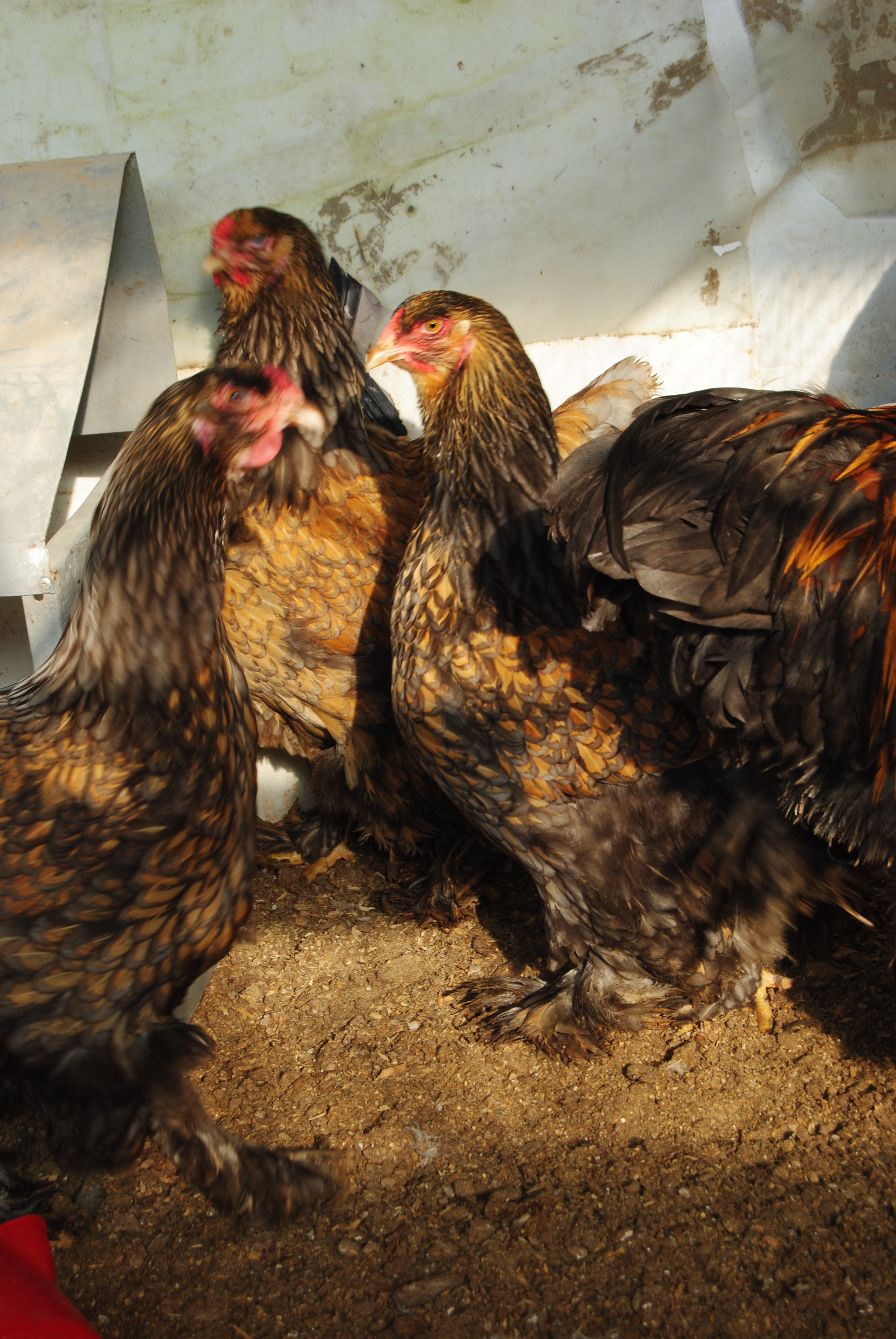 GOLD LACED BRAHMA KULUÇKALIK YUMURTA