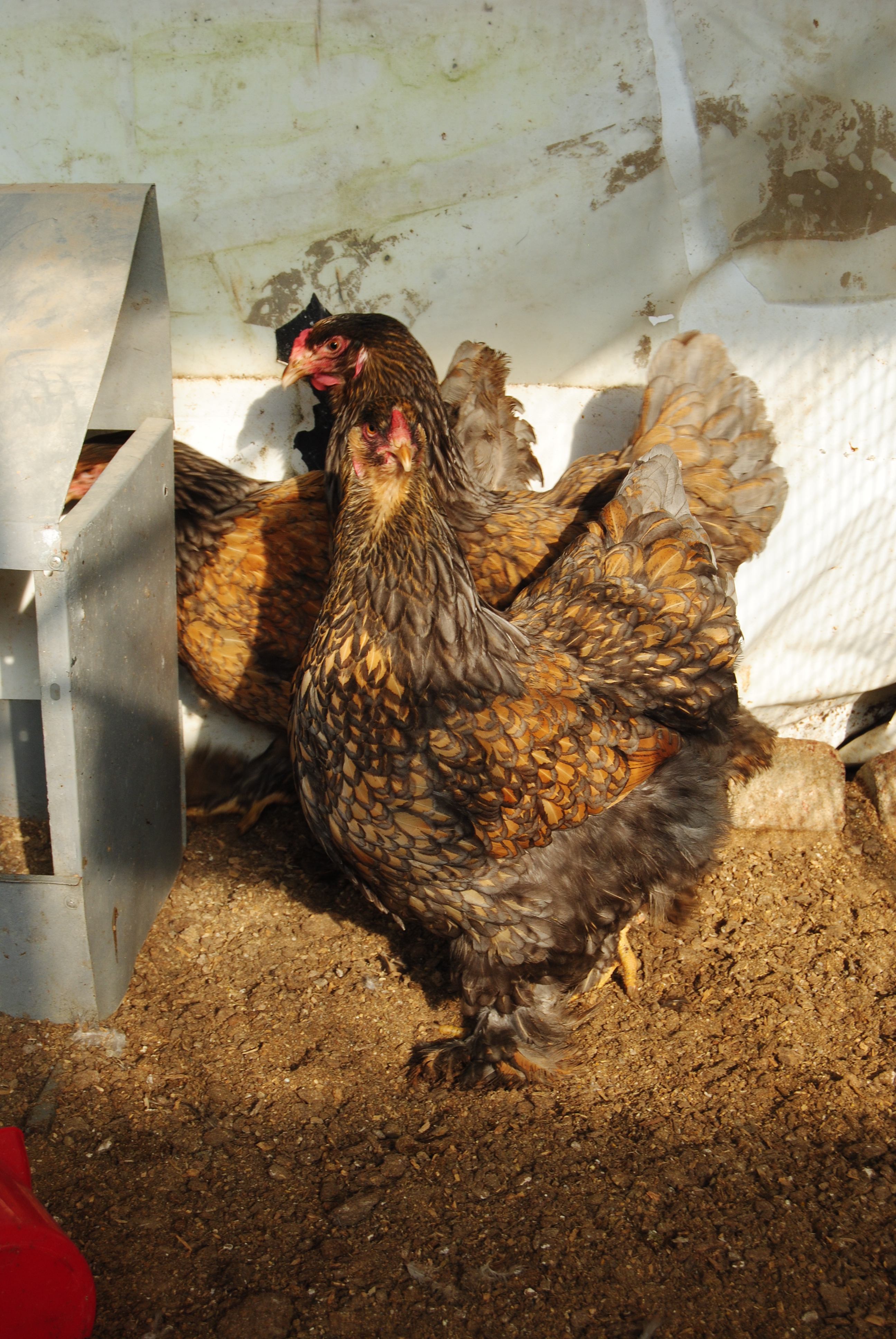 GOLD LACED BRAHMA KULUÇKALIK YUMURTA