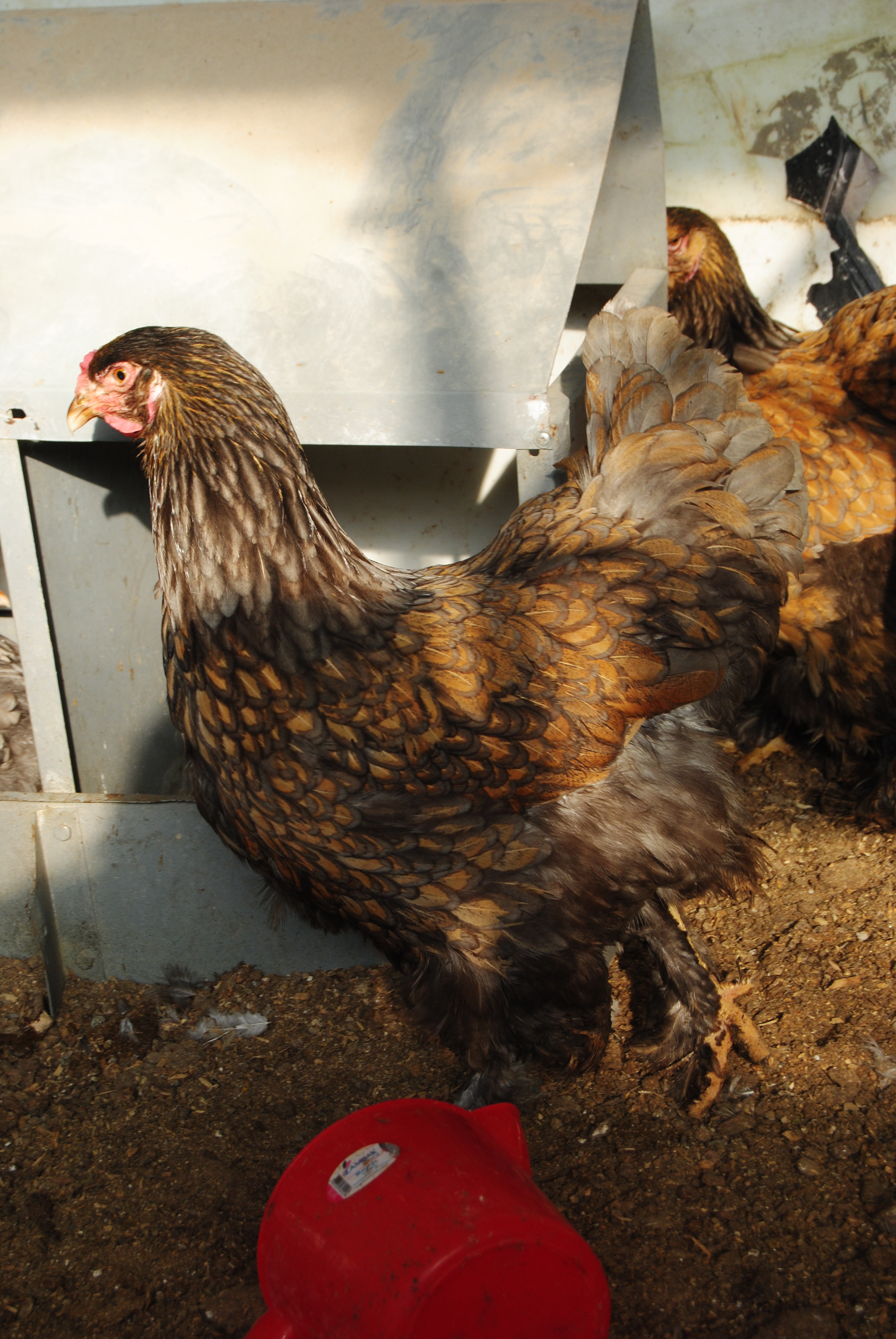 GOLD LACED BRAHMA KULUÇKALIK YUMURTA