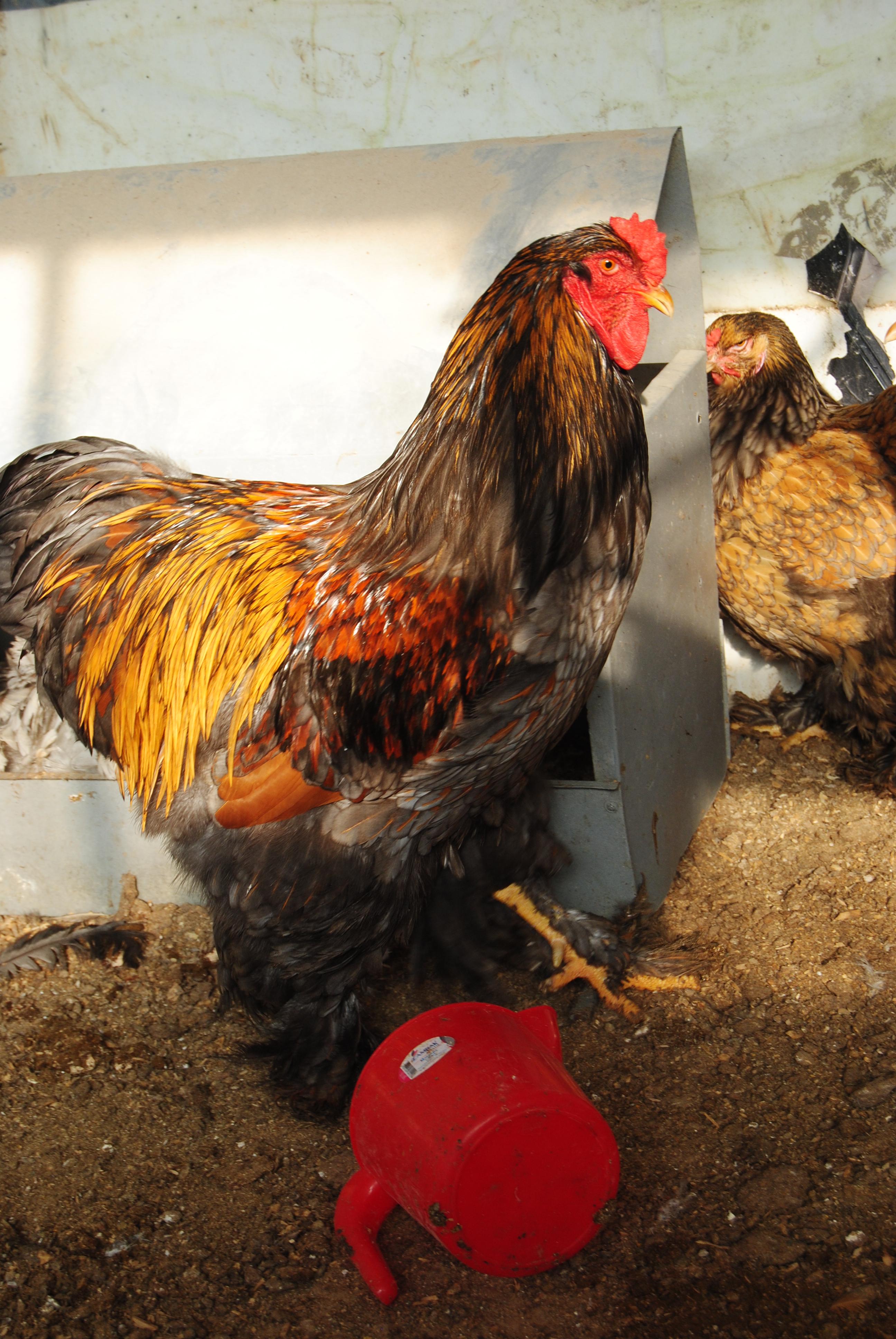 GOLD LACED BRAHMA KULUÇKALIK YUMURTA